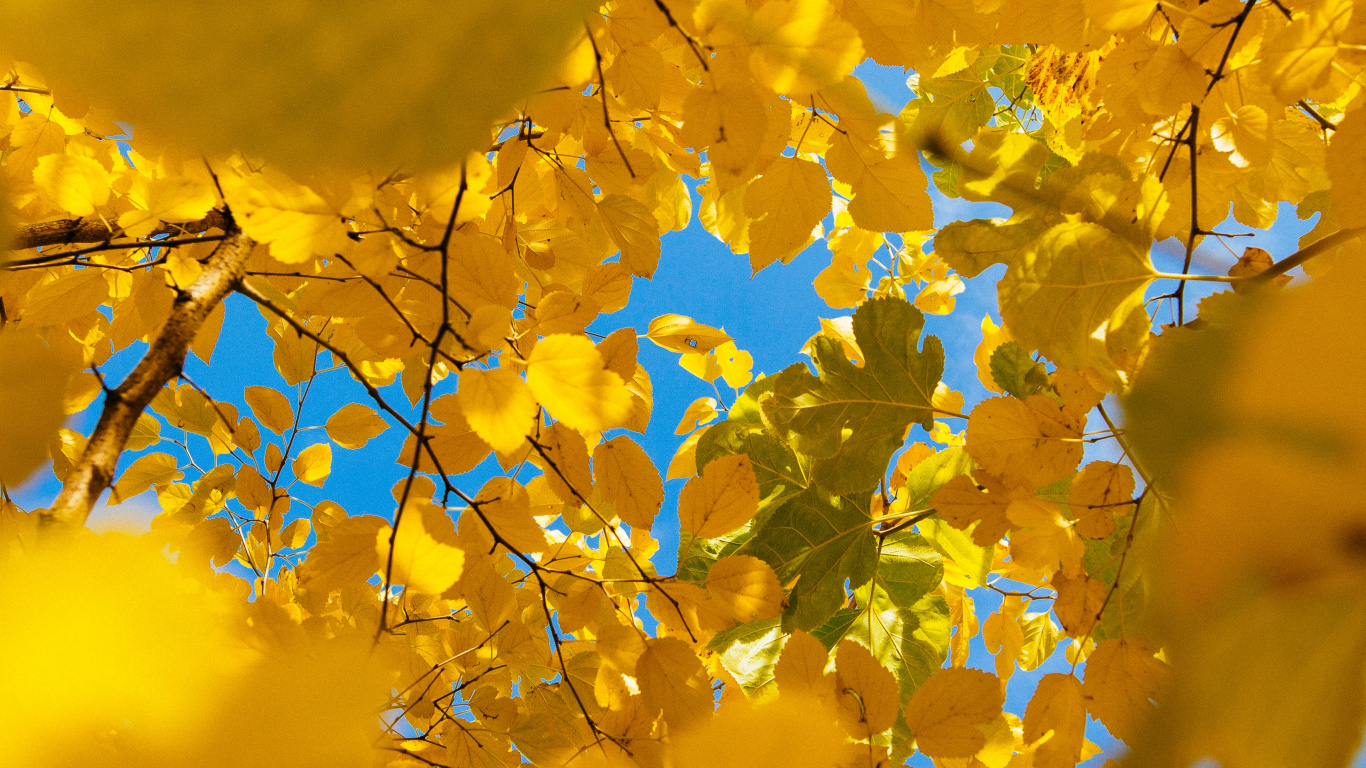 Nature, Feuille, Plantes Ligneuses, Durabilité, Plante. Wallpaper in 1366x768 Resolution