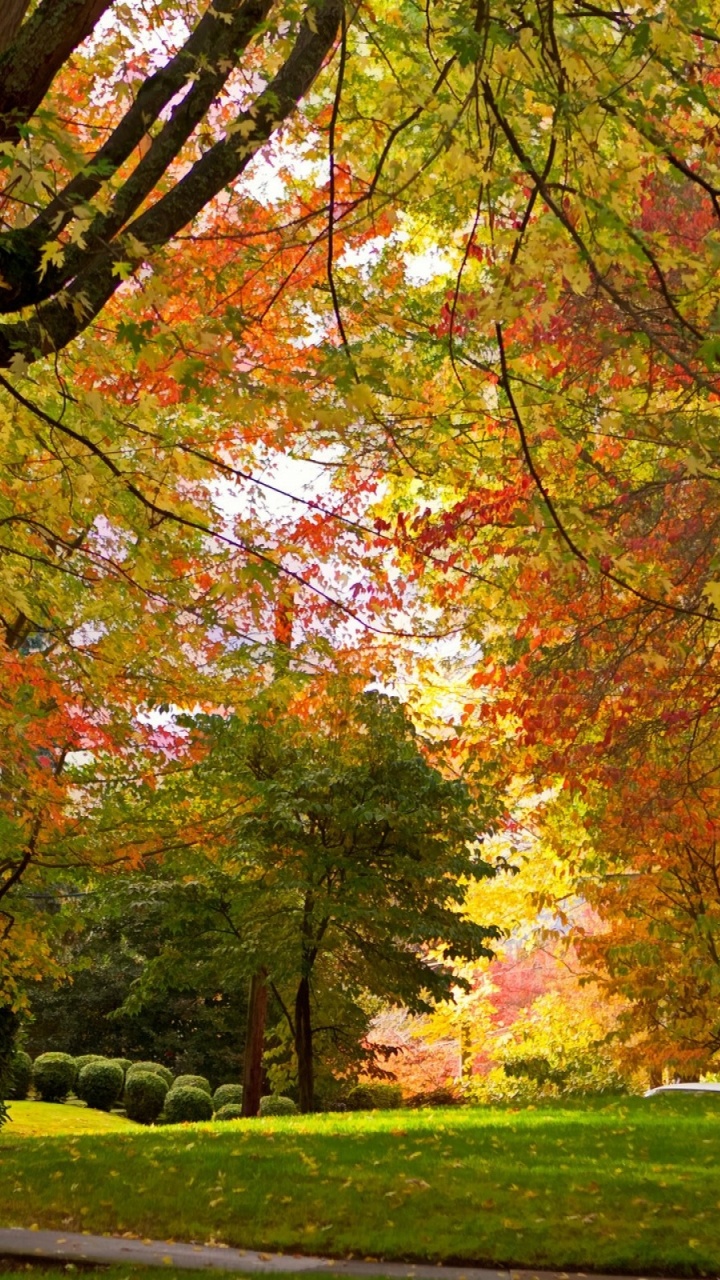 Brown and Green Trees on Green Grass Field During Daytime. Wallpaper in 720x1280 Resolution