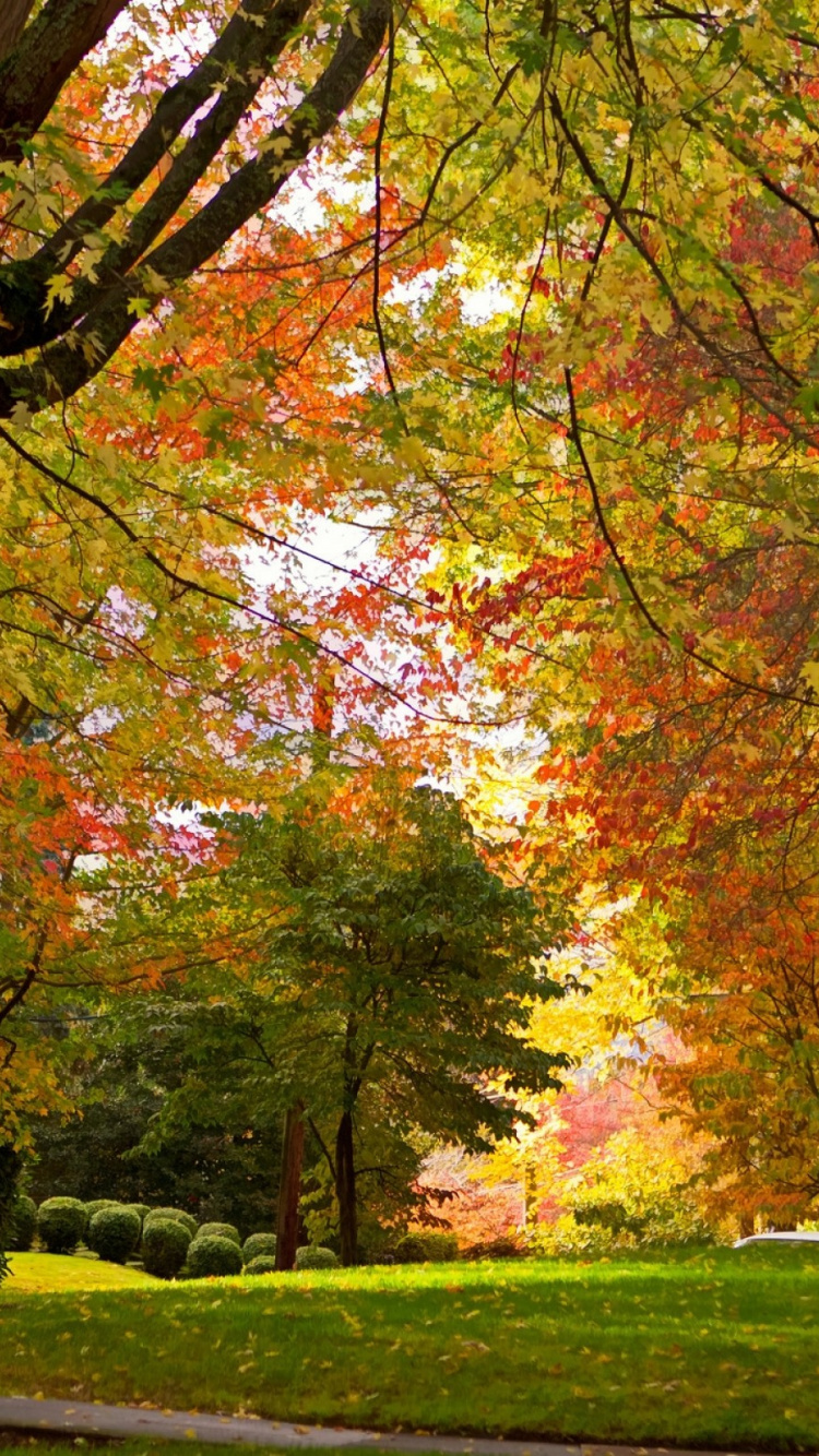 Brown and Green Trees on Green Grass Field During Daytime. Wallpaper in 750x1334 Resolution