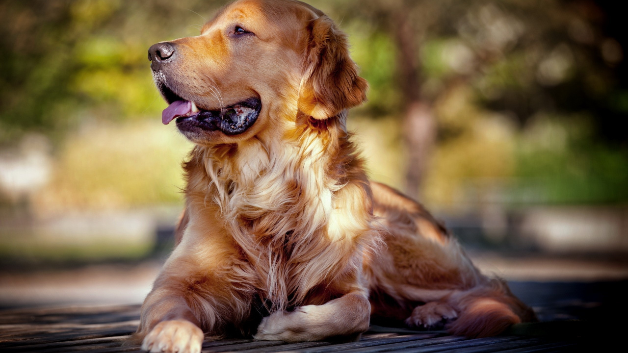 Golden Retriever Lying on Black Wooden Floor During Daytime. Wallpaper in 1280x720 Resolution