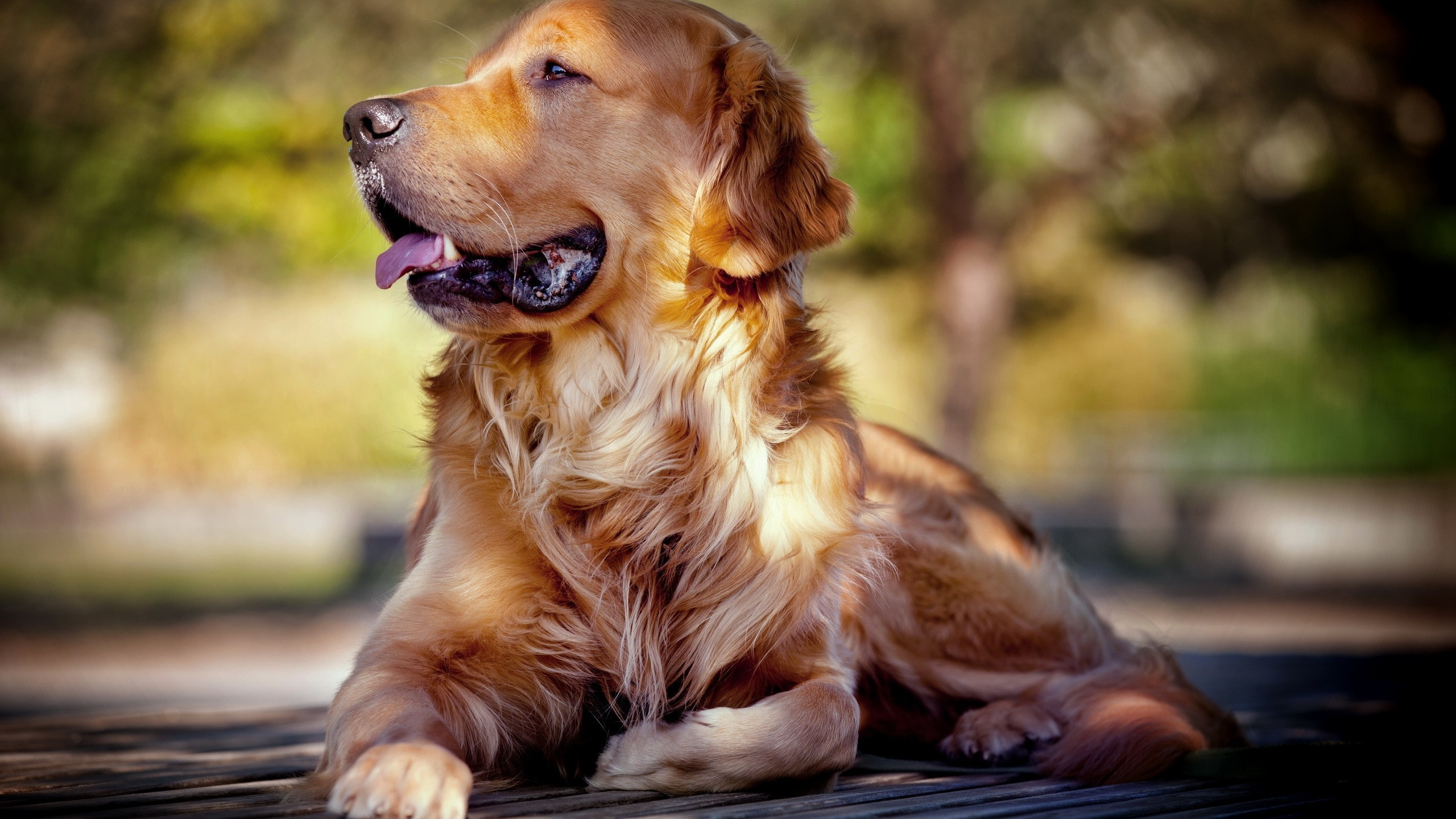 Golden Retriever Lying on Black Wooden Floor During Daytime. Wallpaper in 2560x1440 Resolution