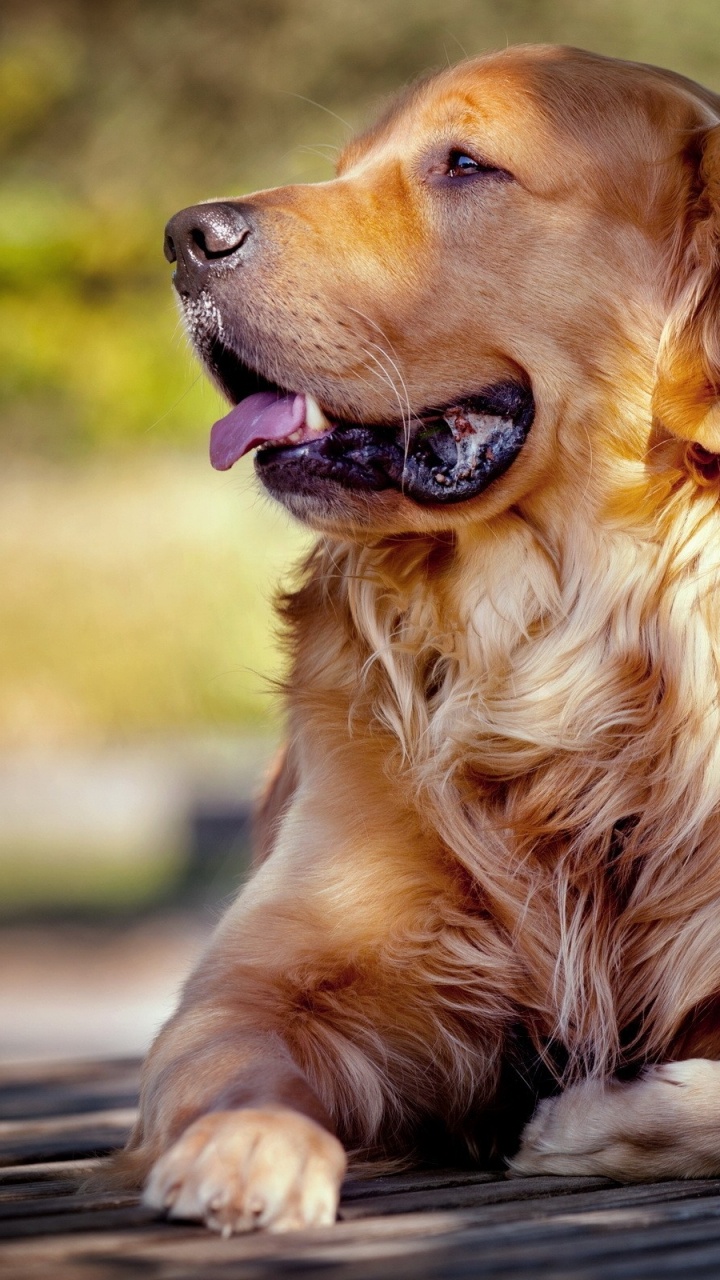 Golden Retriever Lying on Black Wooden Floor During Daytime. Wallpaper in 720x1280 Resolution