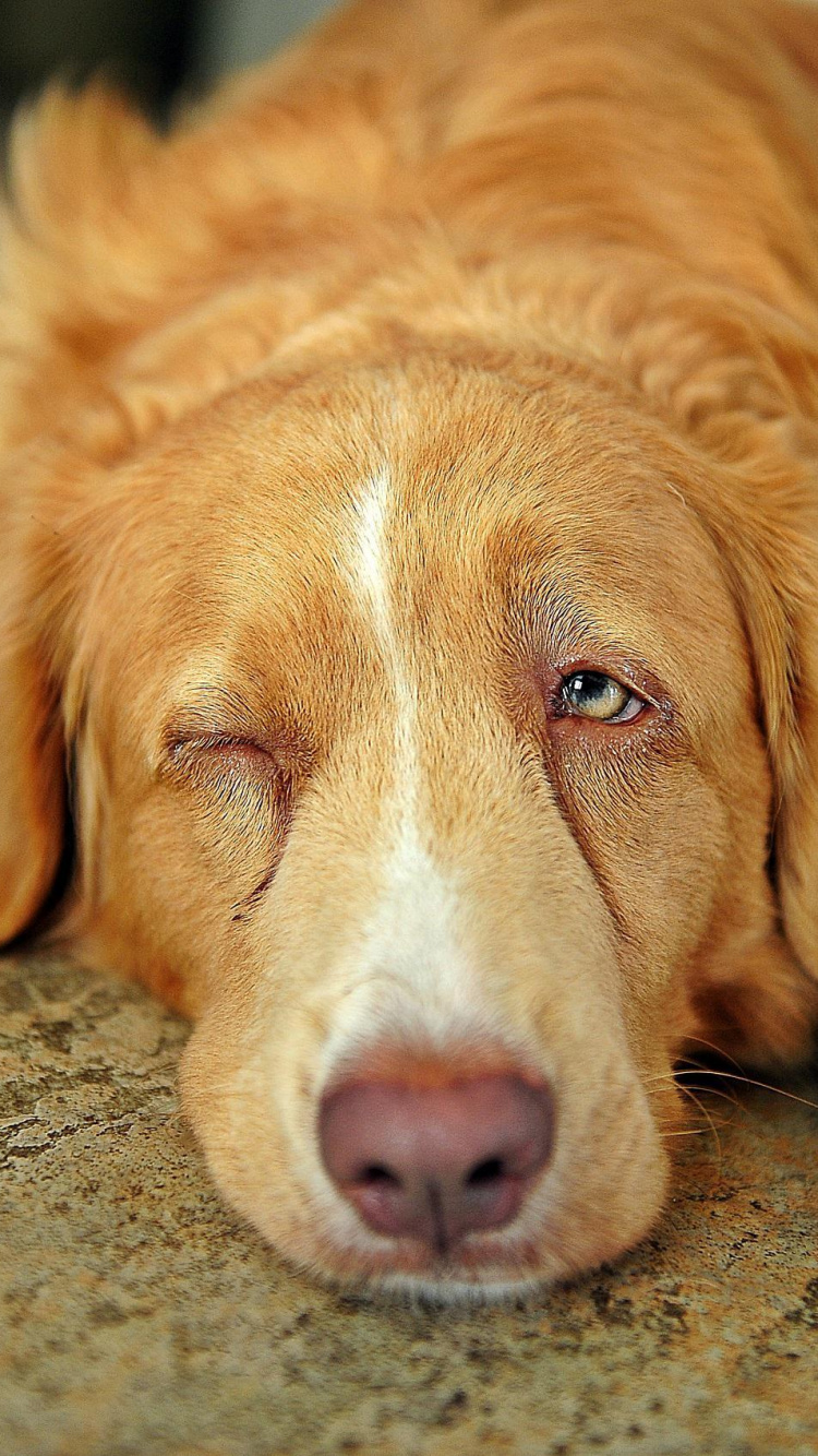Braun-weißer, Kurzhaariger Hund, Der Auf Grauem Betonboden Liegt. Wallpaper in 750x1334 Resolution