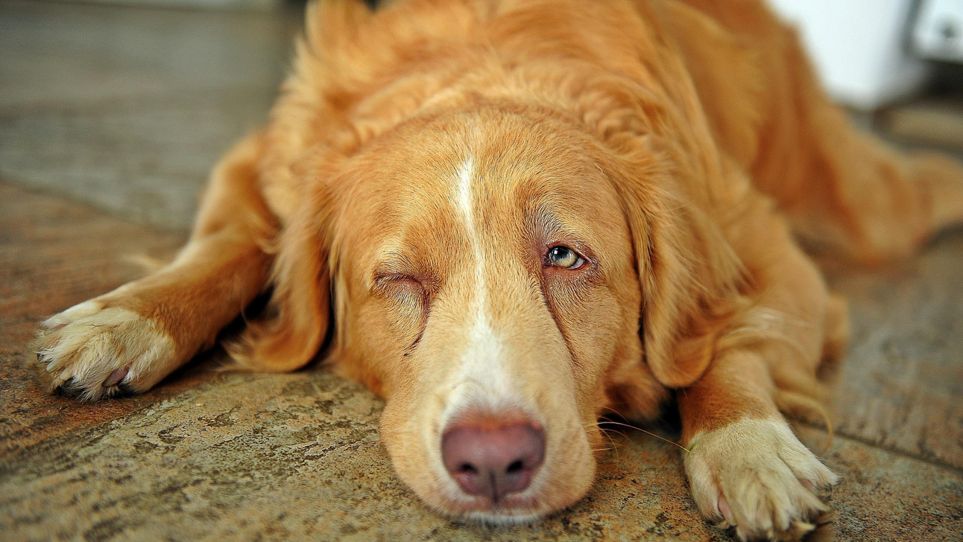 Brown and White Short Coated Dog Lying on Gray Concrete Floor. Wallpaper in 1920x1080 Resolution