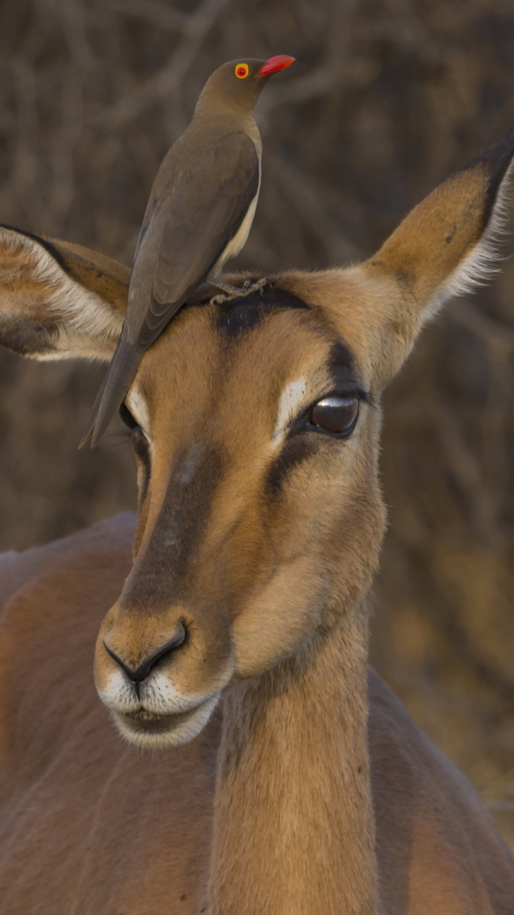 黑斑羚, 野生动物, 陆地动物, 瞪羚, Safari 壁纸 750x1334 允许
