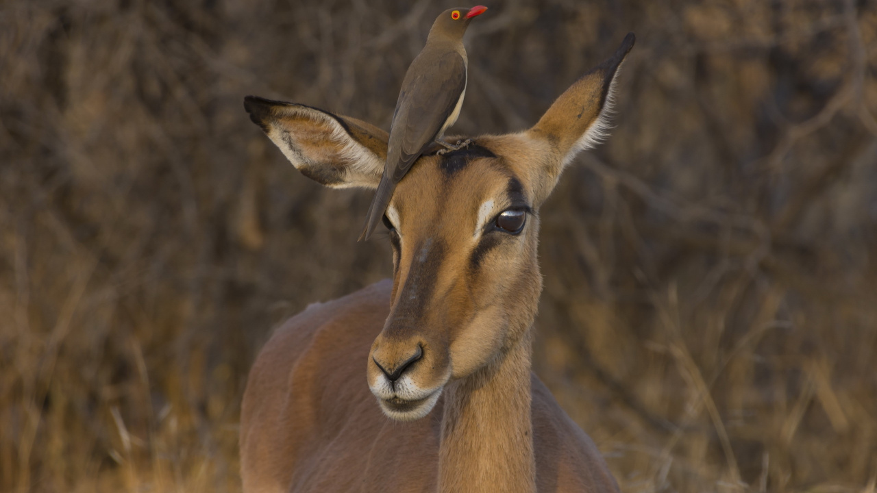 Brown Deer in Tilt Shift Lens. Wallpaper in 1280x720 Resolution