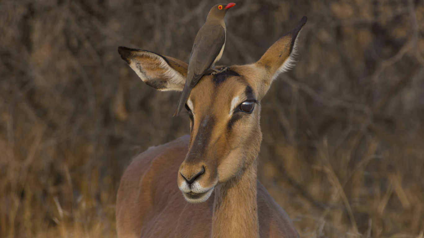 Cerf Brun Dans L'objectif à Basculement. Wallpaper in 1366x768 Resolution