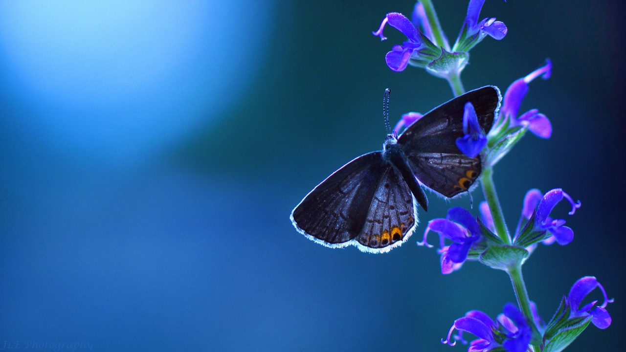 White and Yellow Butterfly Perched on Purple Flower in Close up Photography During Daytime. Wallpaper in 1280x720 Resolution