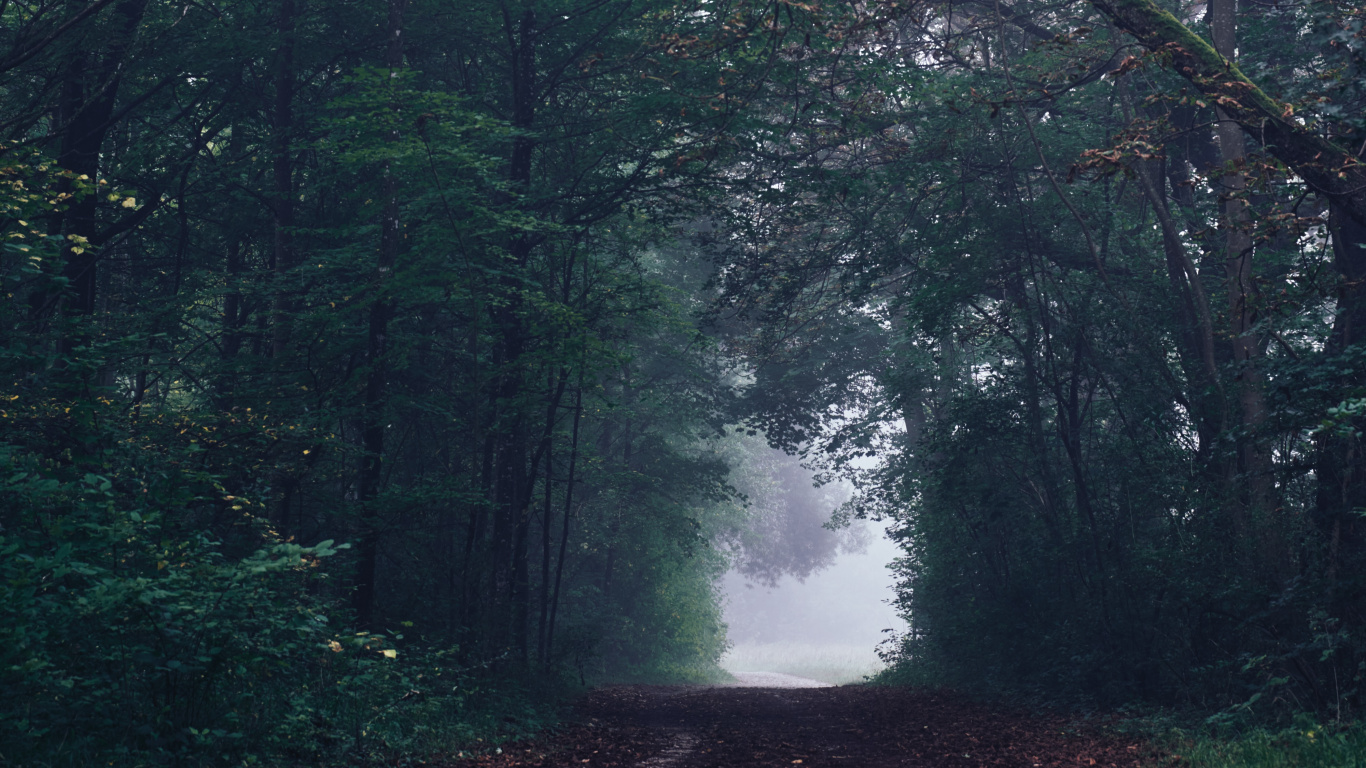 Rainforest, Feuilles Caduques, Environnement Naturel, Woodland, Green. Wallpaper in 1366x768 Resolution