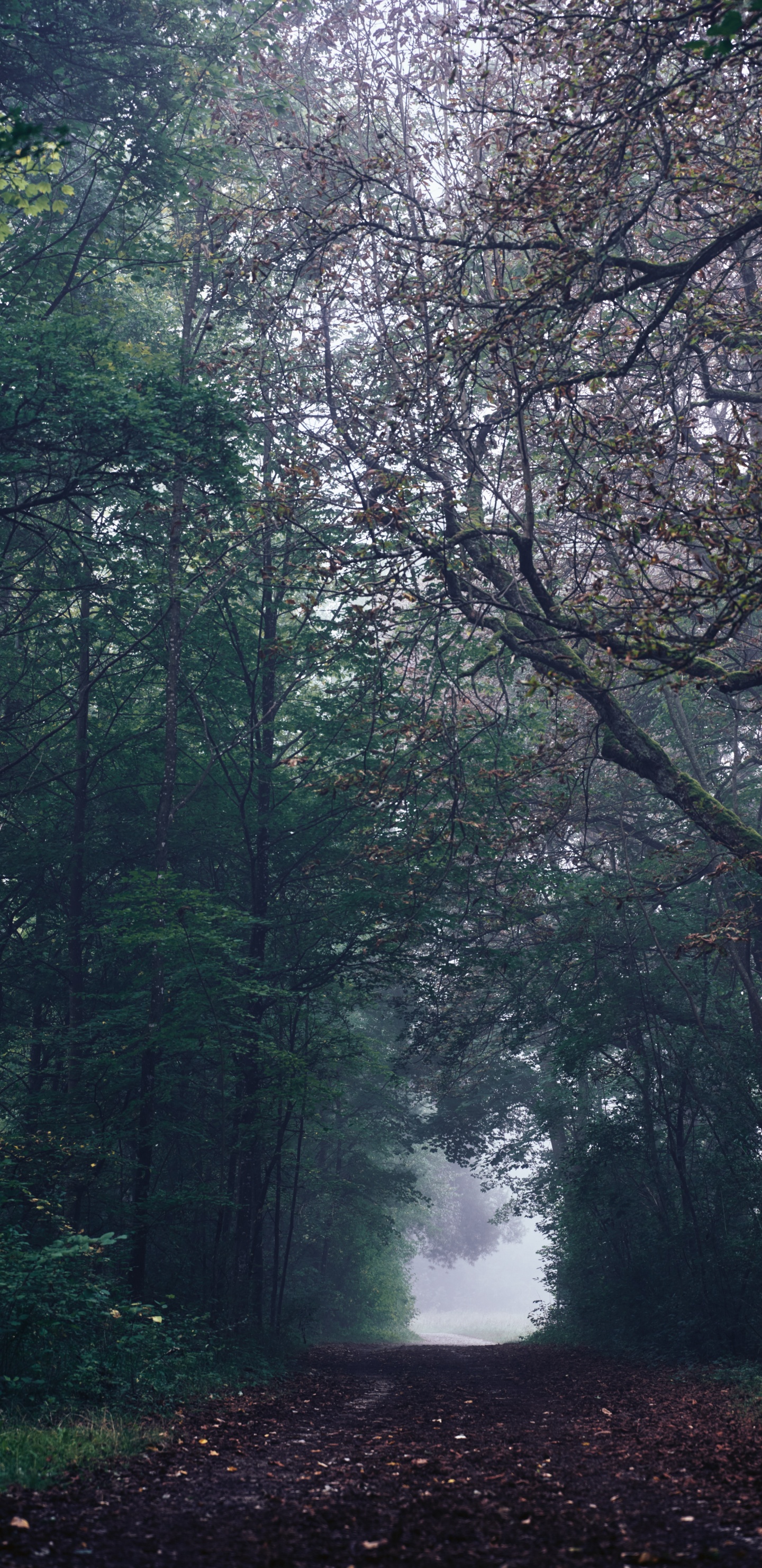 Rainforest, Feuilles Caduques, Environnement Naturel, Woodland, Green. Wallpaper in 1440x2960 Resolution