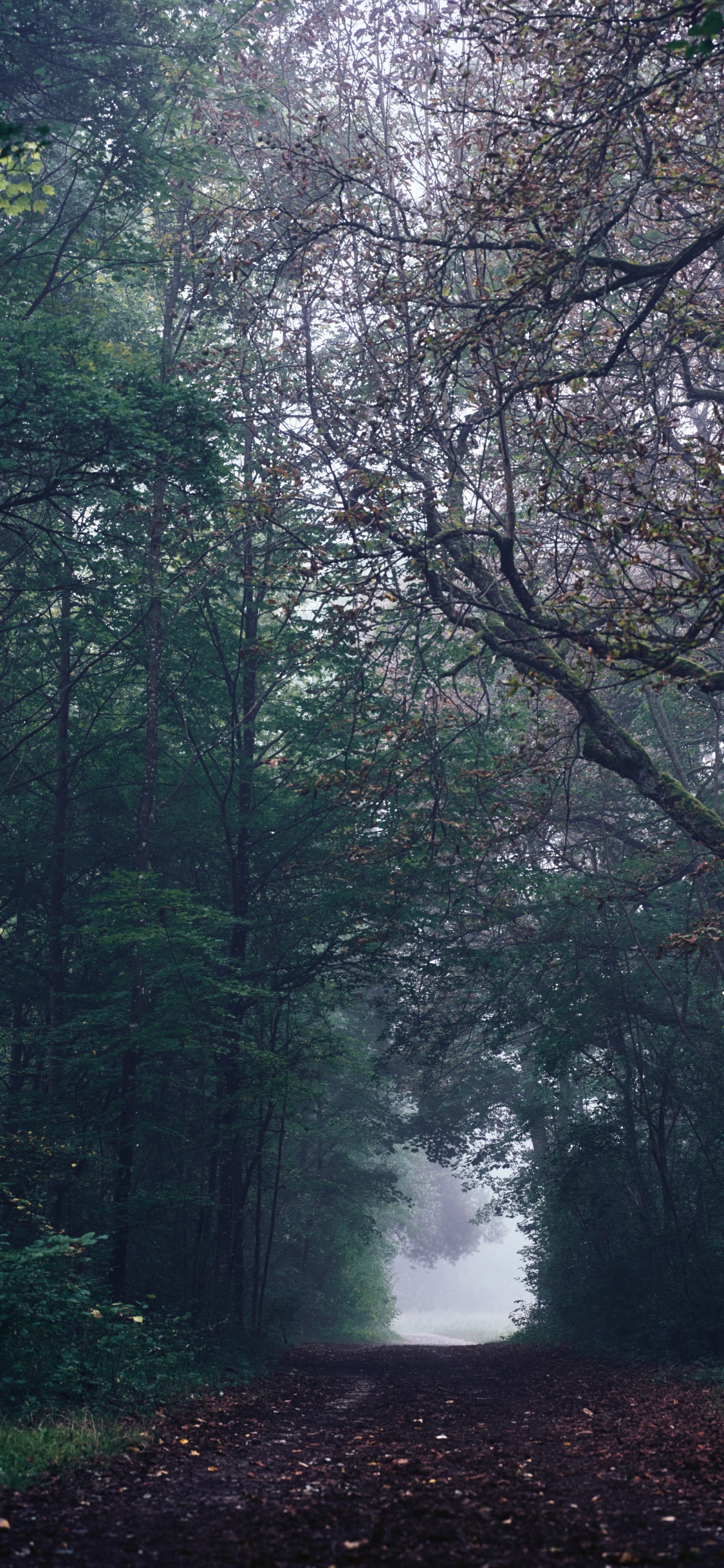 Selva, de Hoja Caduca, Entorno Natural, Bosque, Verde. Wallpaper in 1125x2436 Resolution