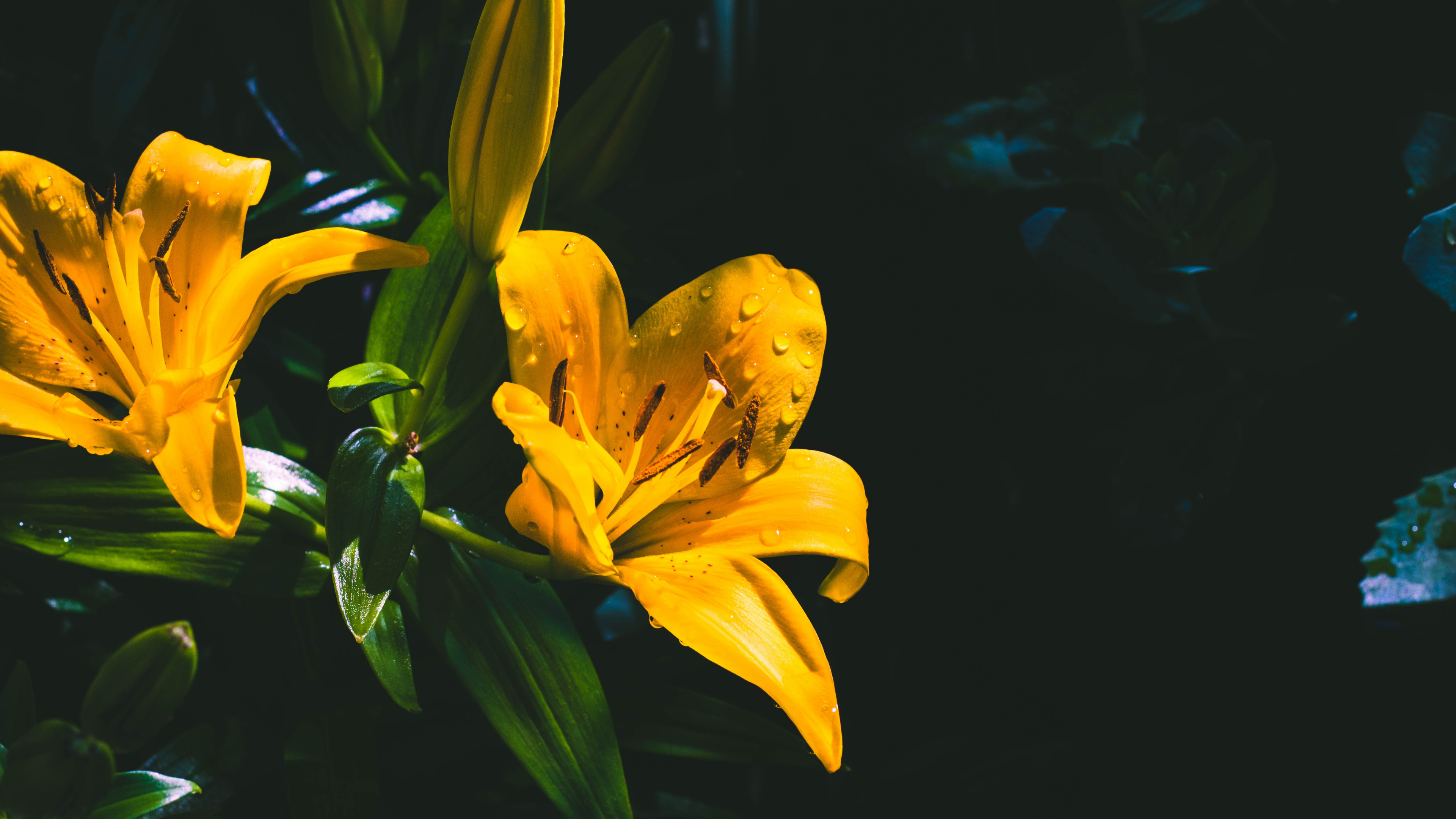 Flor Amarilla Con Hojas Verdes. Wallpaper in 3840x2160 Resolution