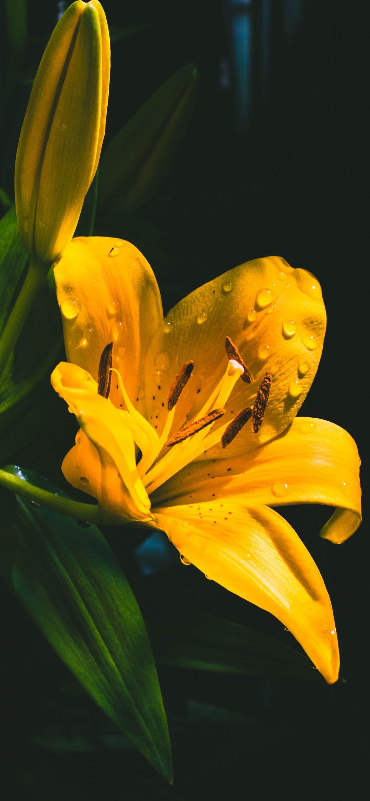Yellow Flower With Green Leaves. Wallpaper in 1242x2688 Resolution
