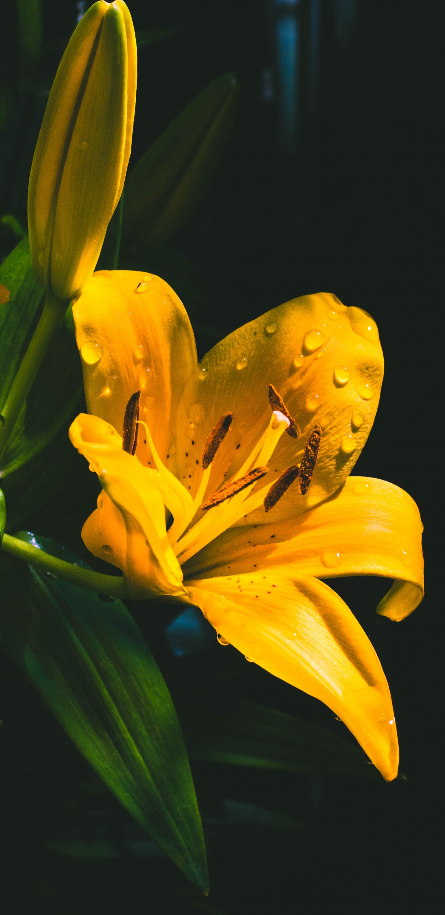 Yellow Flower With Green Leaves. Wallpaper in 1440x2960 Resolution