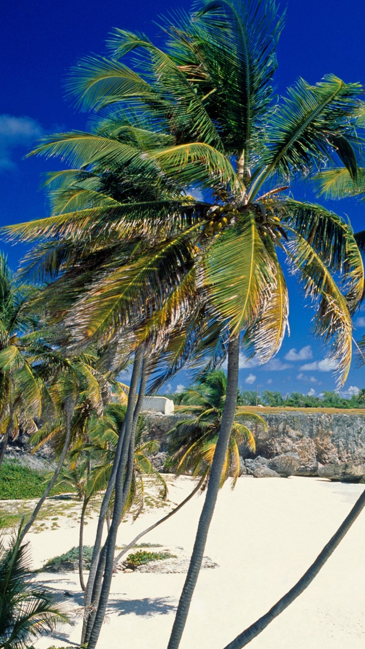 Palmier Sur le Rivage de la Plage Pendant la Journée. Wallpaper in 720x1280 Resolution