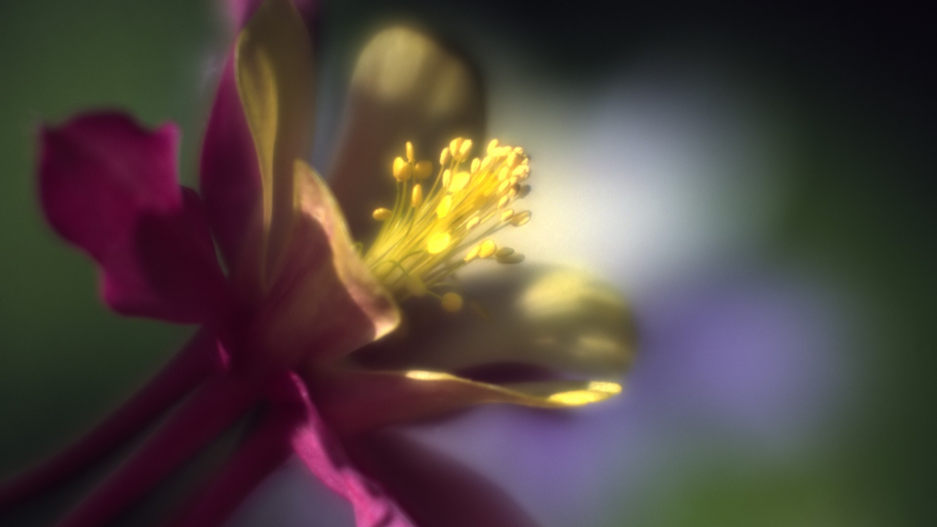 Fleur Jaune et Rose Dans L'objectif à Basculement. Wallpaper in 1920x1080 Resolution