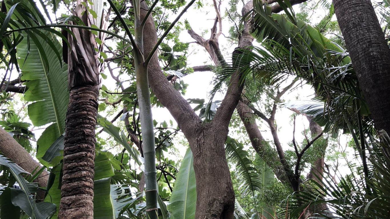 Végétation, Rainforest, De Babassu, Biome, Palmier Pêche. Wallpaper in 1366x768 Resolution