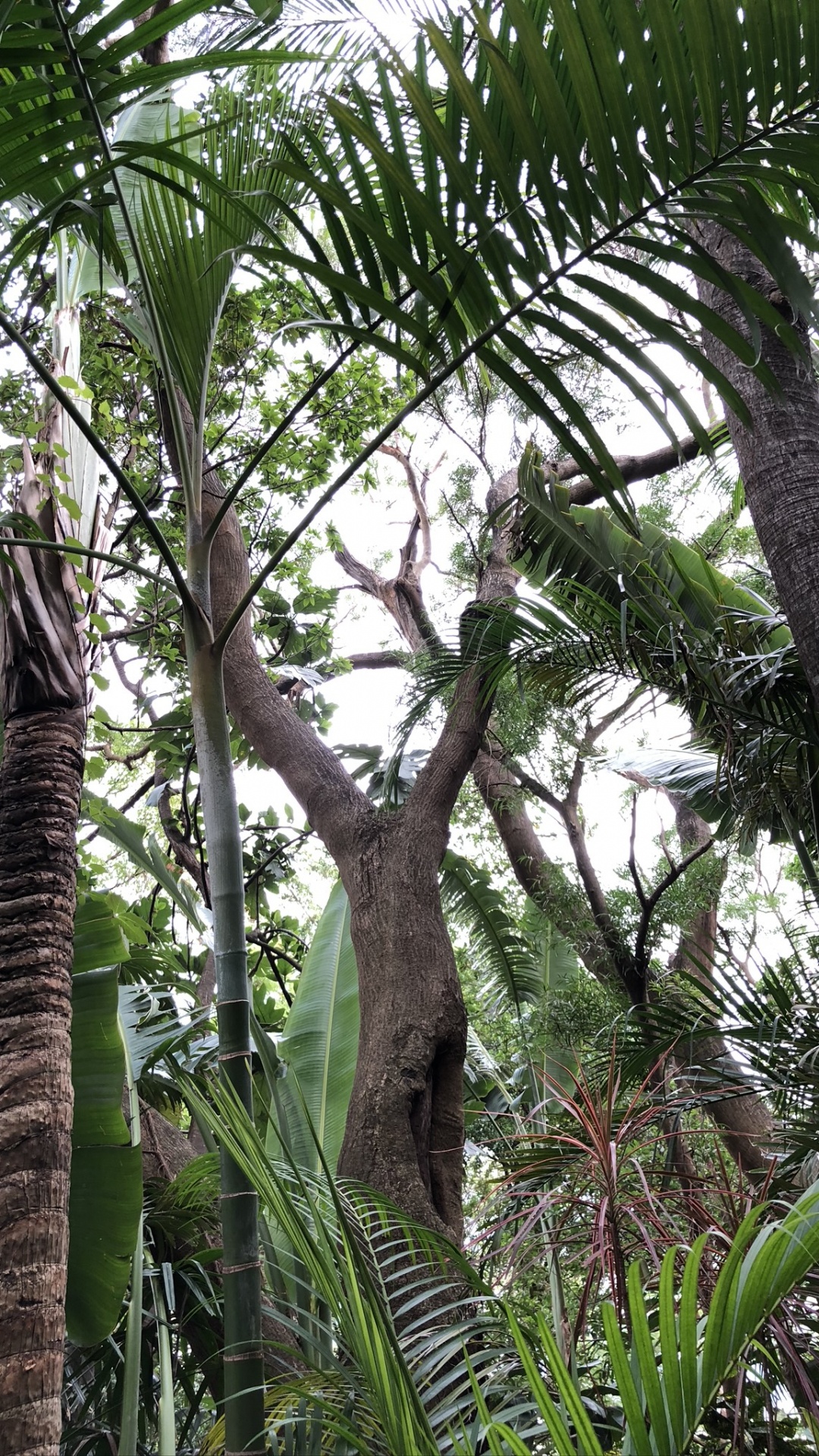 Vegetation, Regenwald, Babassu, Biome, Pfirsichpalme. Wallpaper in 1080x1920 Resolution