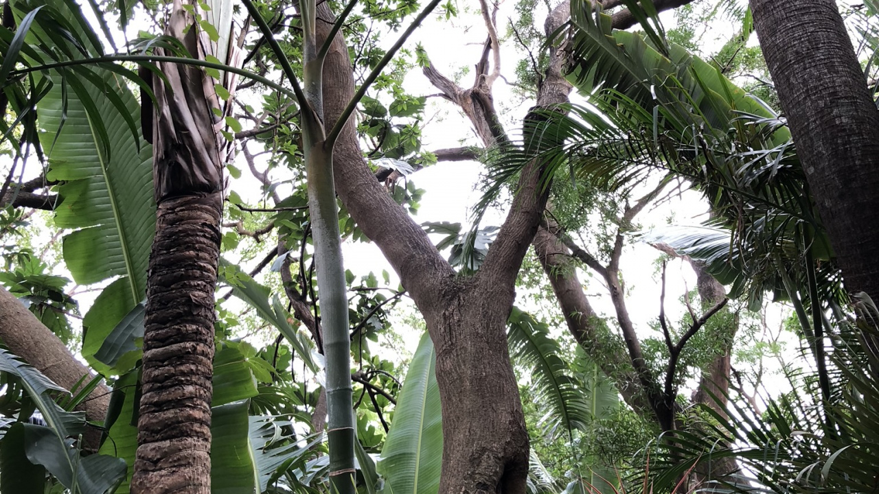 Vegetation, Regenwald, Babassu, Biome, Pfirsichpalme. Wallpaper in 1280x720 Resolution