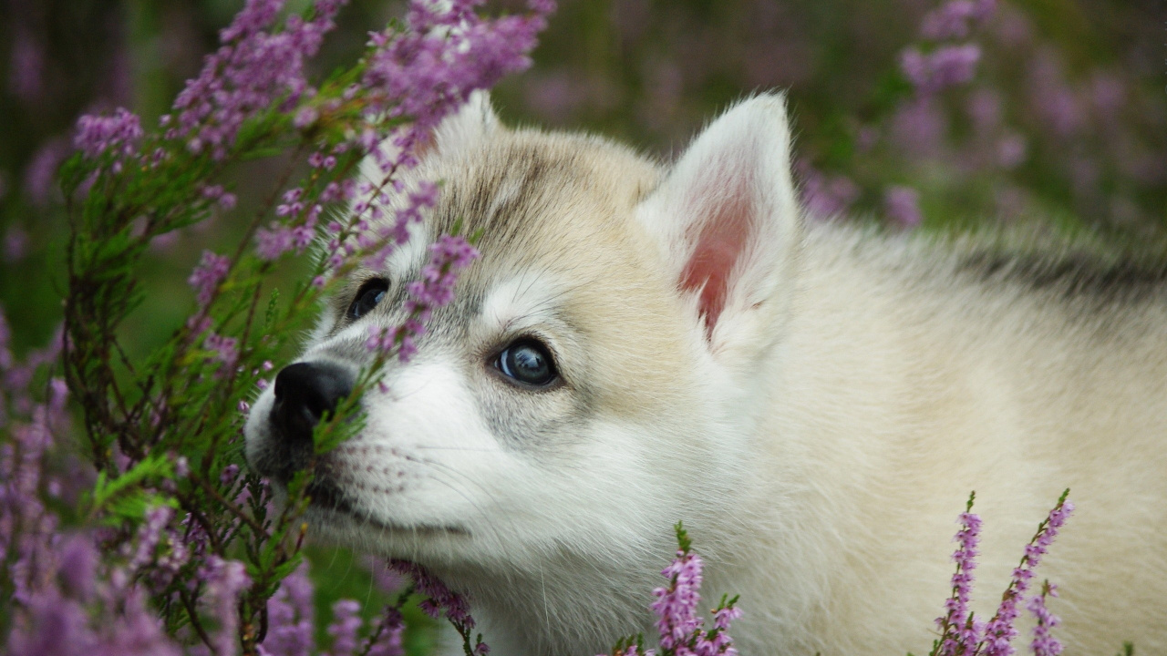 White and Brown Siberian Husky Puppy on Purple Flower Field During Daytime. Wallpaper in 1280x720 Resolution