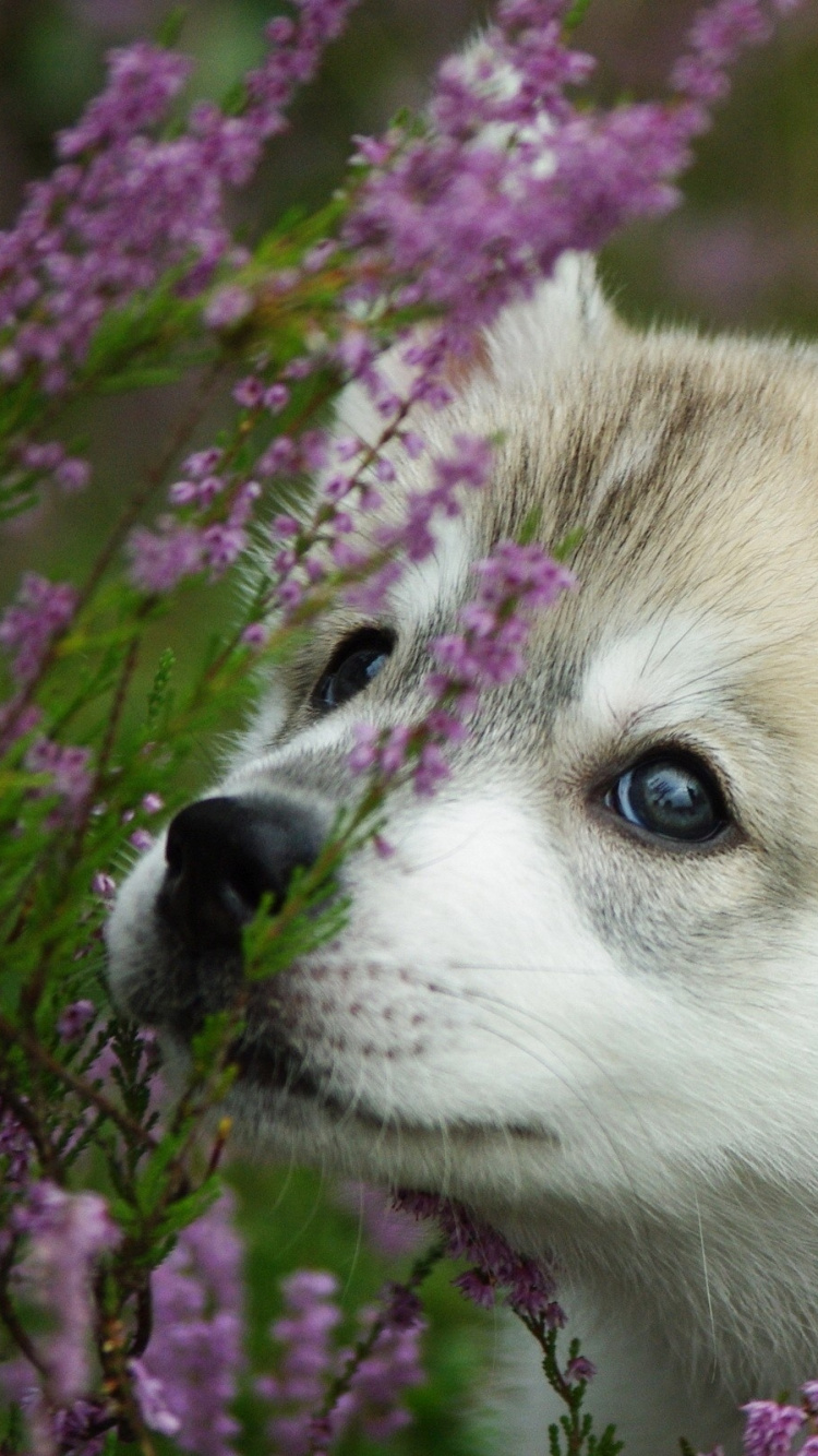 White and Brown Siberian Husky Puppy on Purple Flower Field During Daytime. Wallpaper in 750x1334 Resolution