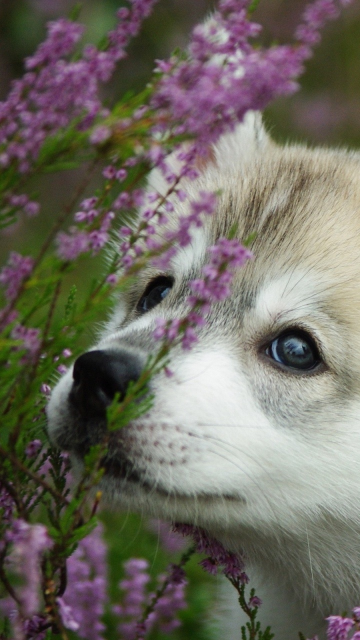 Cachorro de Husky Siberiano Blanco y Marrón en el Campo de Flores de Color Púrpura Durante el Día. Wallpaper in 720x1280 Resolution