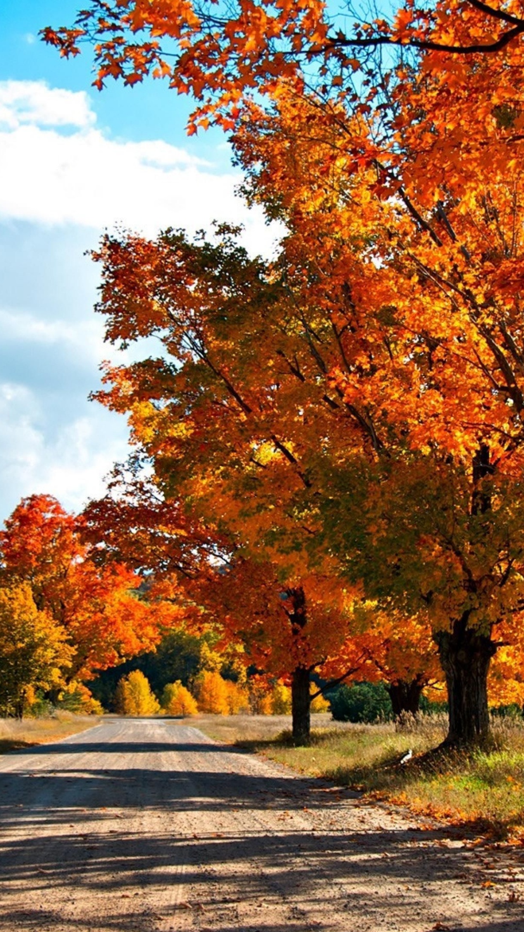 Brown and Yellow Trees Under Blue Sky During Daytime. Wallpaper in 1080x1920 Resolution