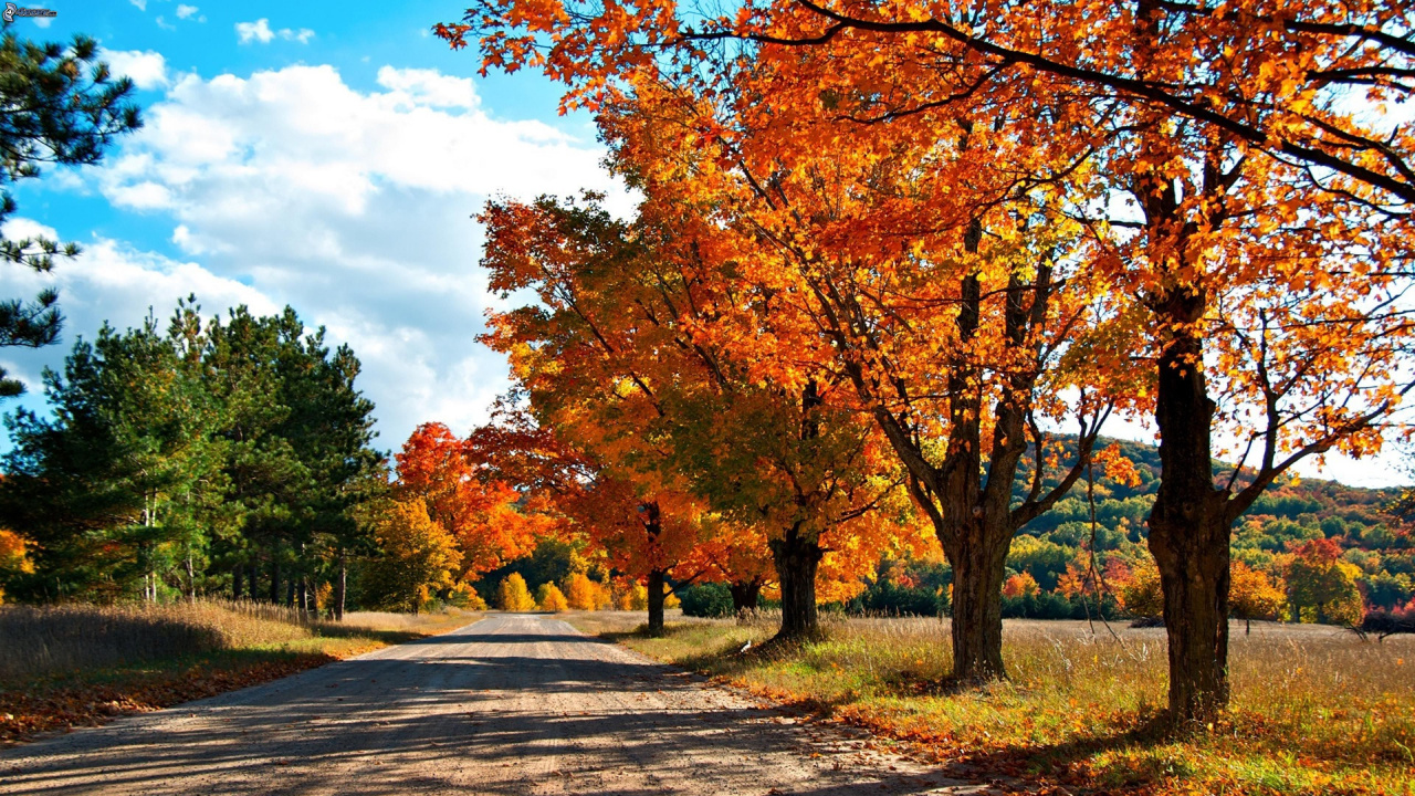 Brown and Yellow Trees Under Blue Sky During Daytime. Wallpaper in 1280x720 Resolution