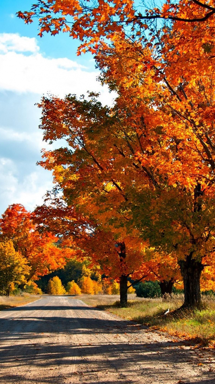 Brown and Yellow Trees Under Blue Sky During Daytime. Wallpaper in 750x1334 Resolution