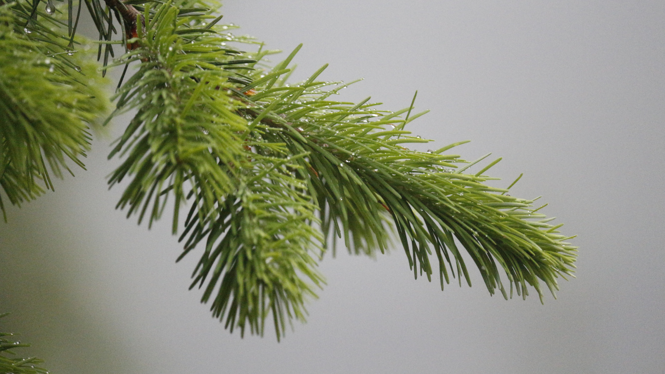 Green Leaf Plant in Close up Photography. Wallpaper in 1366x768 Resolution