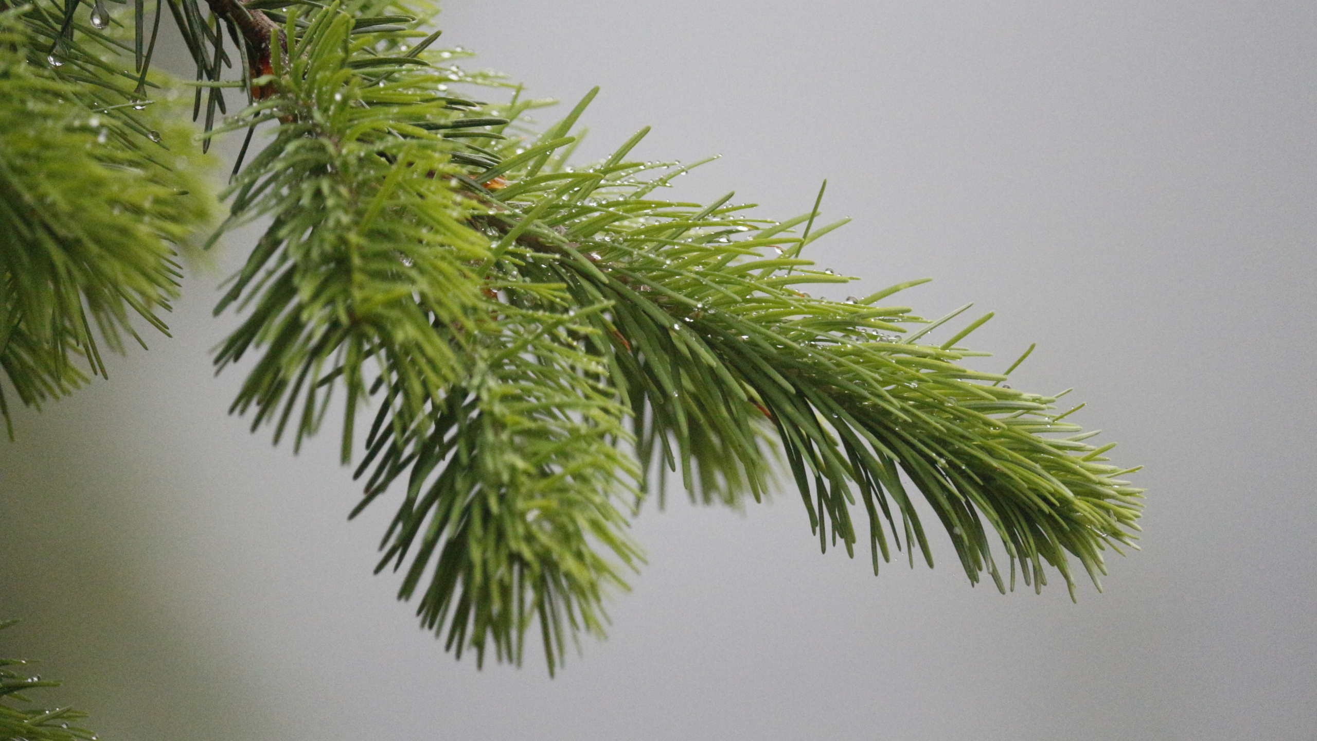 Green Leaf Plant in Close up Photography. Wallpaper in 2560x1440 Resolution