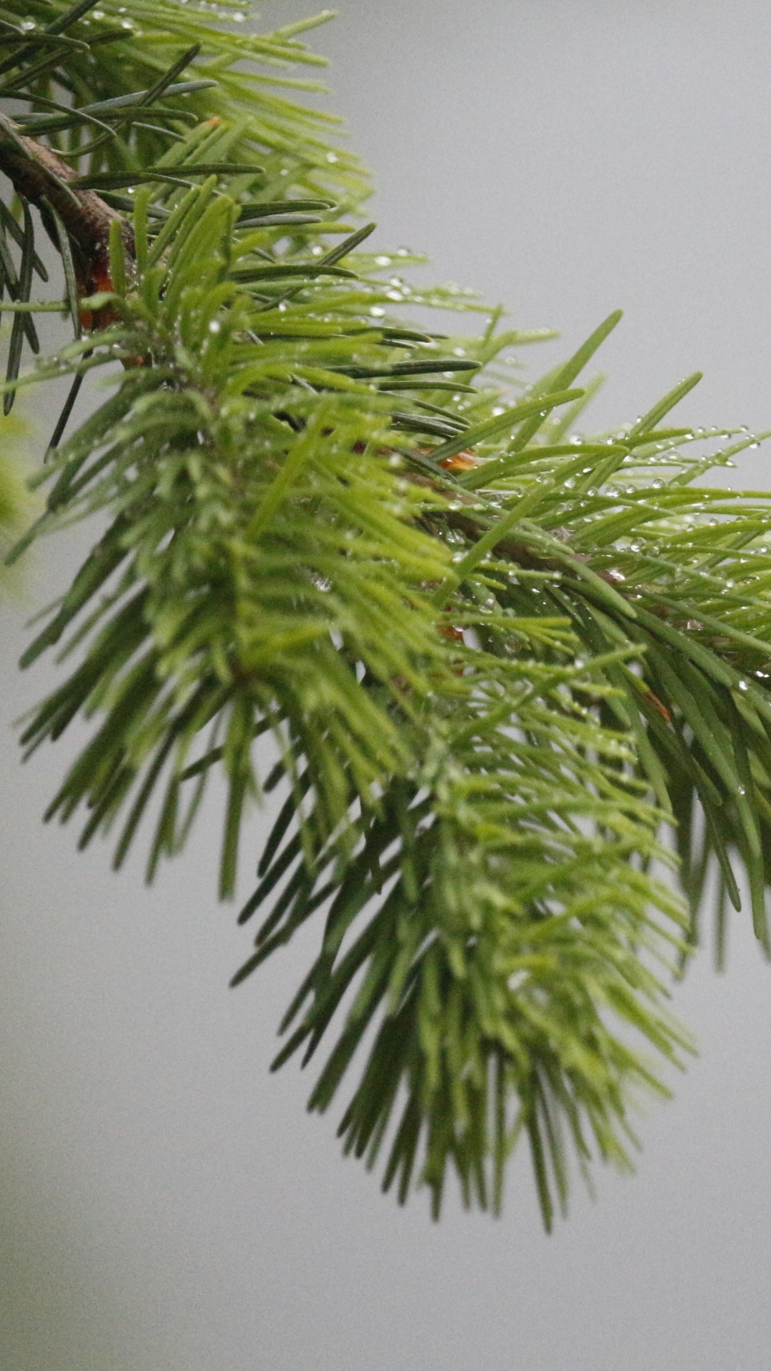 Grüne Blattpflanze in Nahaufnahme. Wallpaper in 1080x1920 Resolution