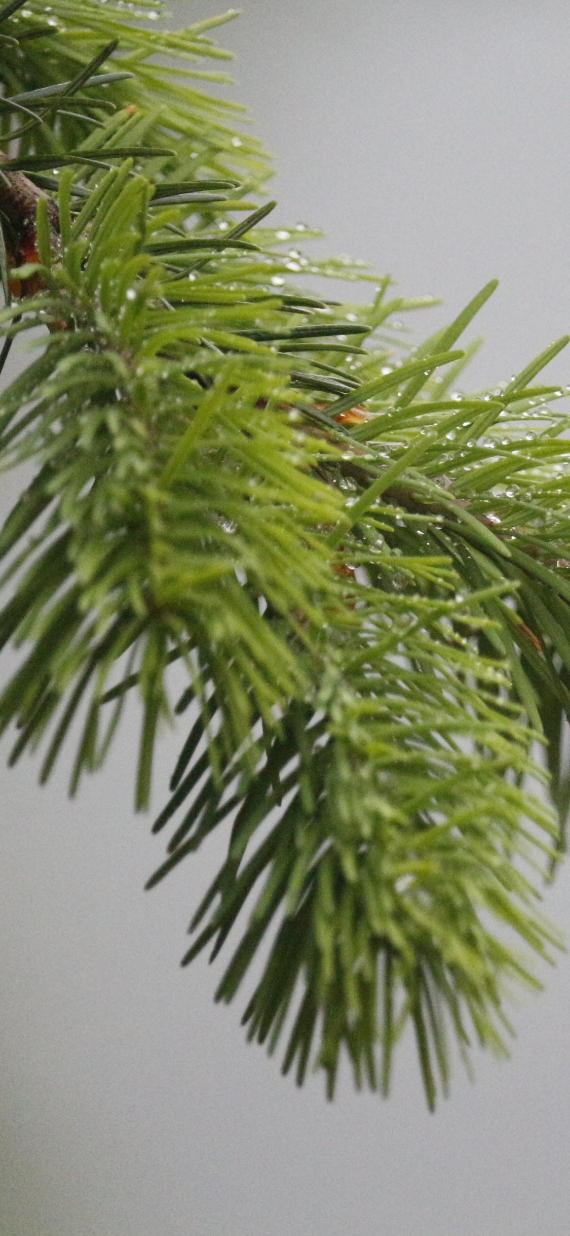 Fir, 云杉, Evergreen, 价格, Arecales 壁纸 1125x2436 允许