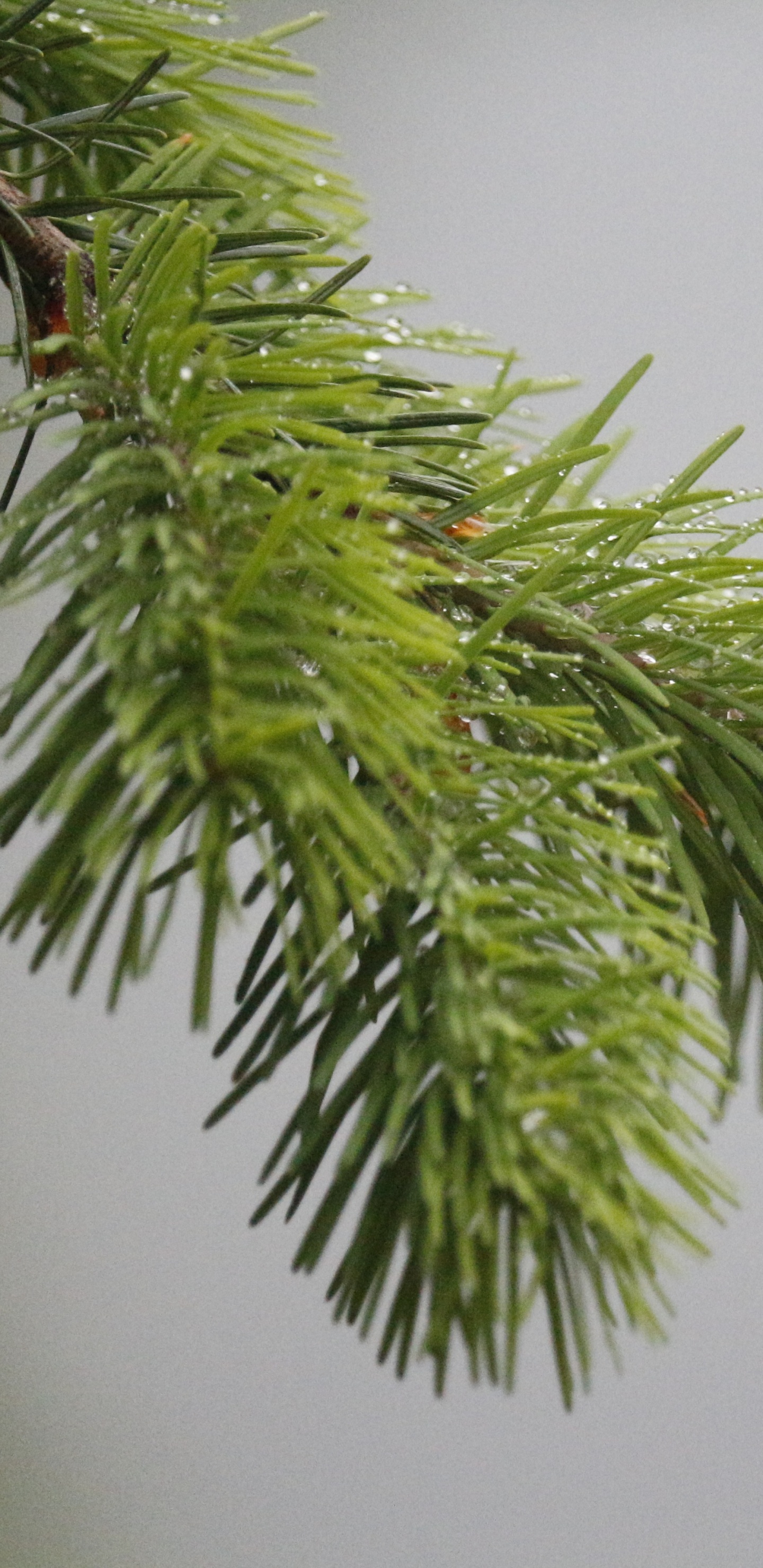 Fir, 云杉, Evergreen, 价格, Arecales 壁纸 1440x2960 允许