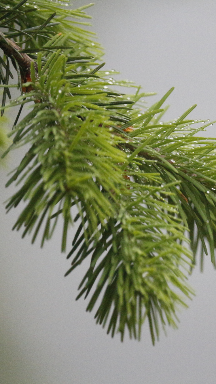 Fir, 云杉, Evergreen, 价格, Arecales 壁纸 750x1334 允许