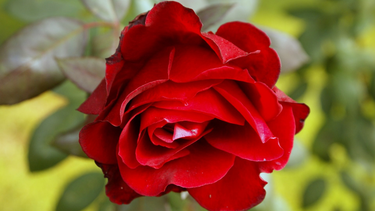 Red Rose in Bloom During Daytime. Wallpaper in 1280x720 Resolution