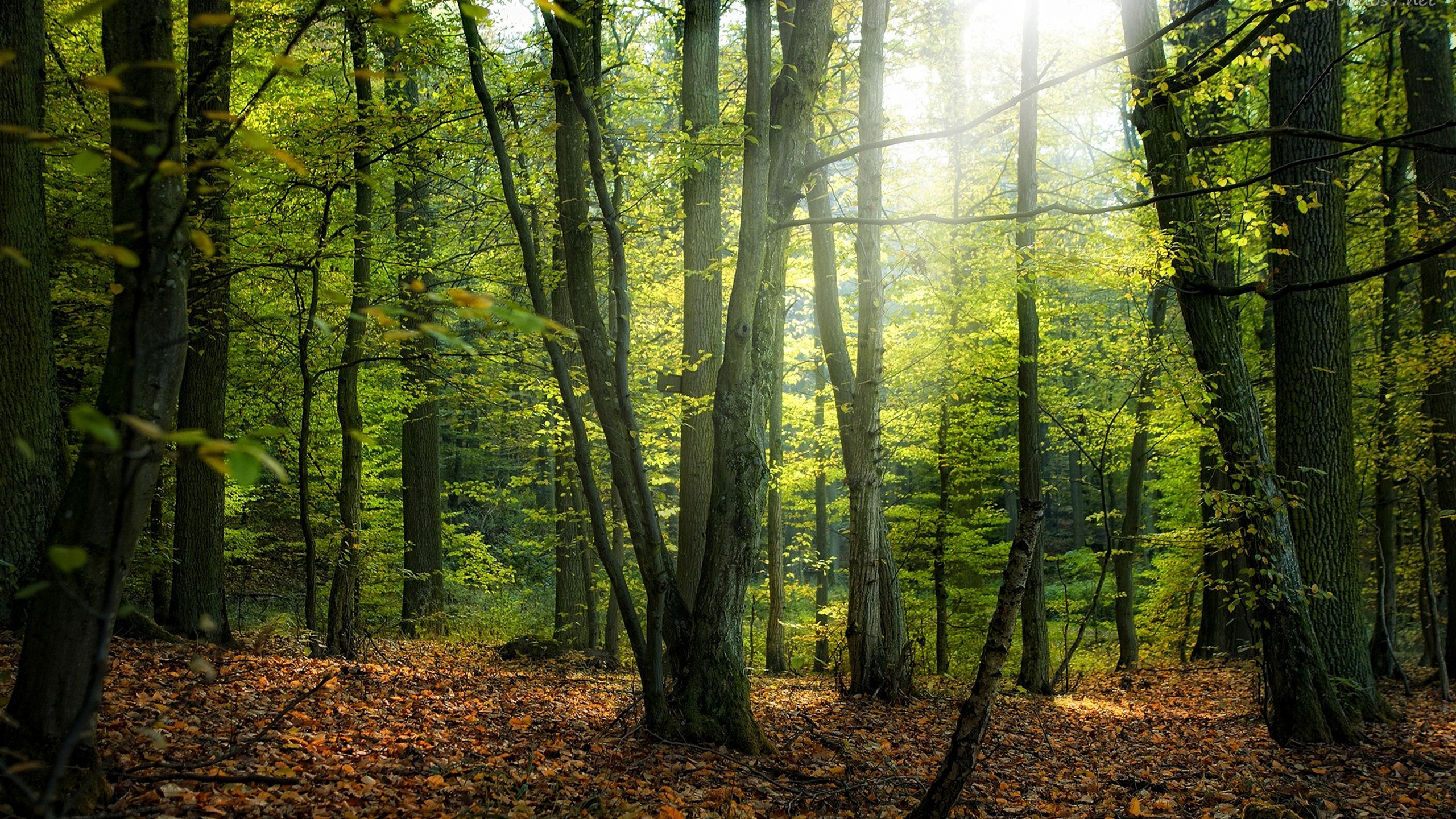 Green Trees on Forest During Daytime. Wallpaper in 2560x1440 Resolution