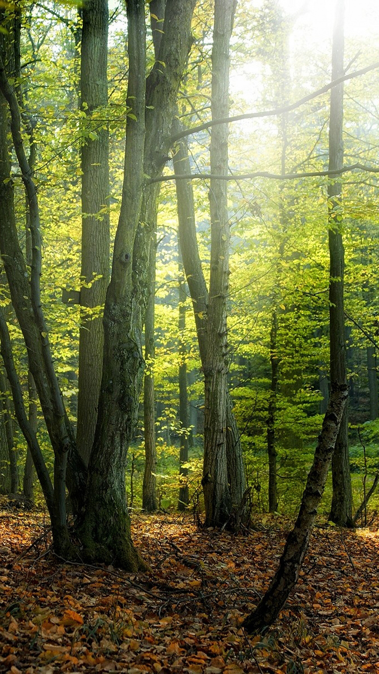 Green Trees on Forest During Daytime. Wallpaper in 750x1334 Resolution