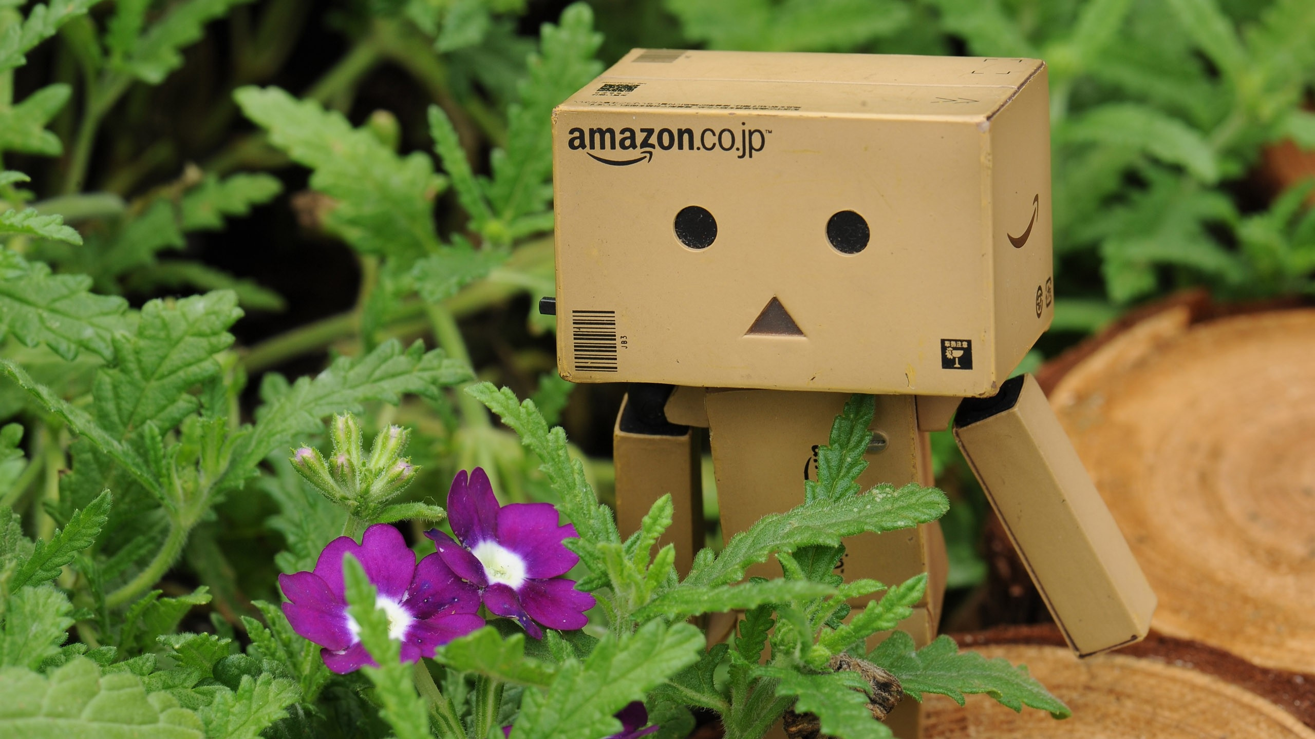 Robot de Boîte en Carton Marron Sur Plante Verte. Wallpaper in 2560x1440 Resolution