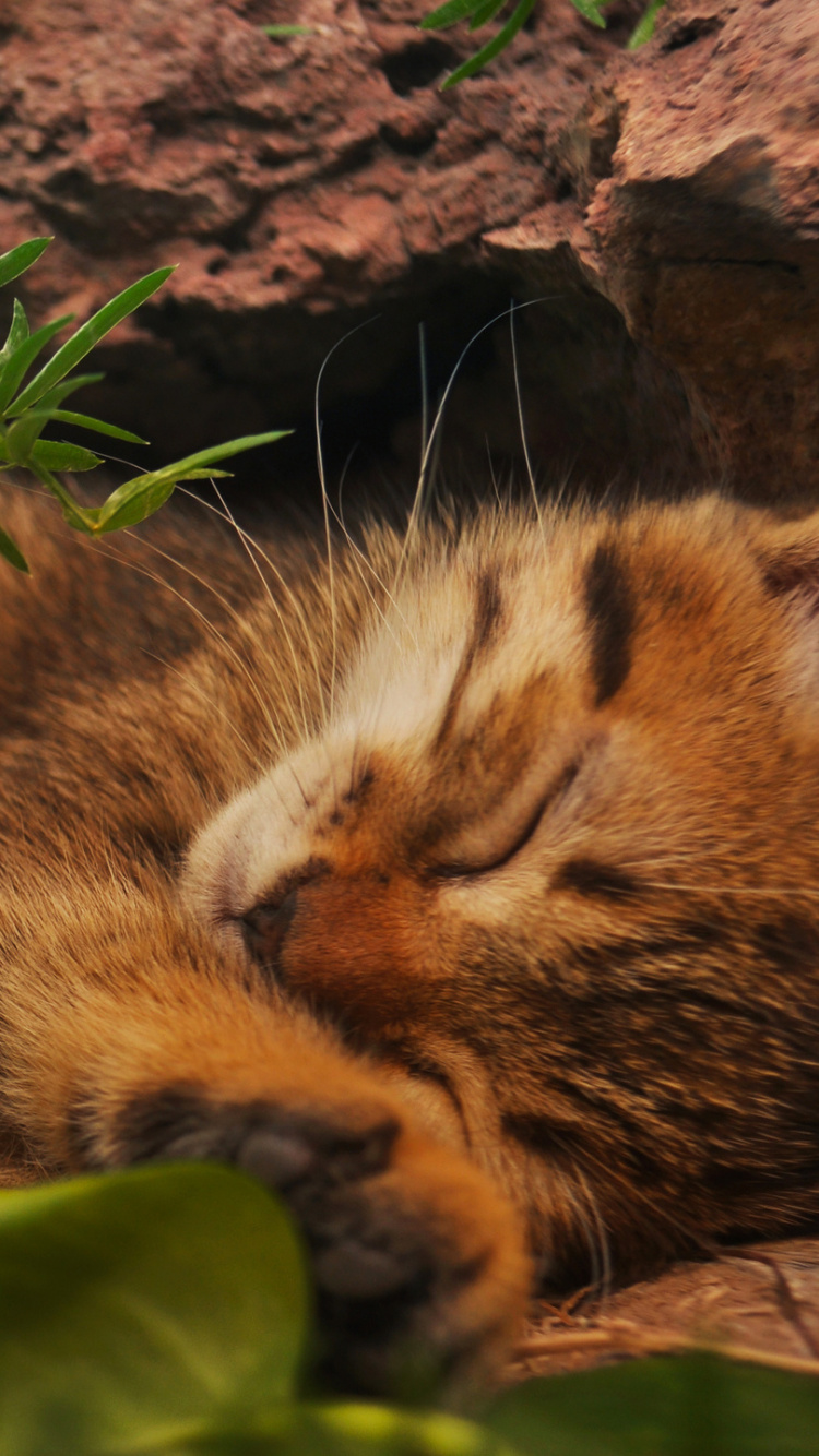 Braun Getigerte Katze Liegt Auf Dem Boden. Wallpaper in 750x1334 Resolution