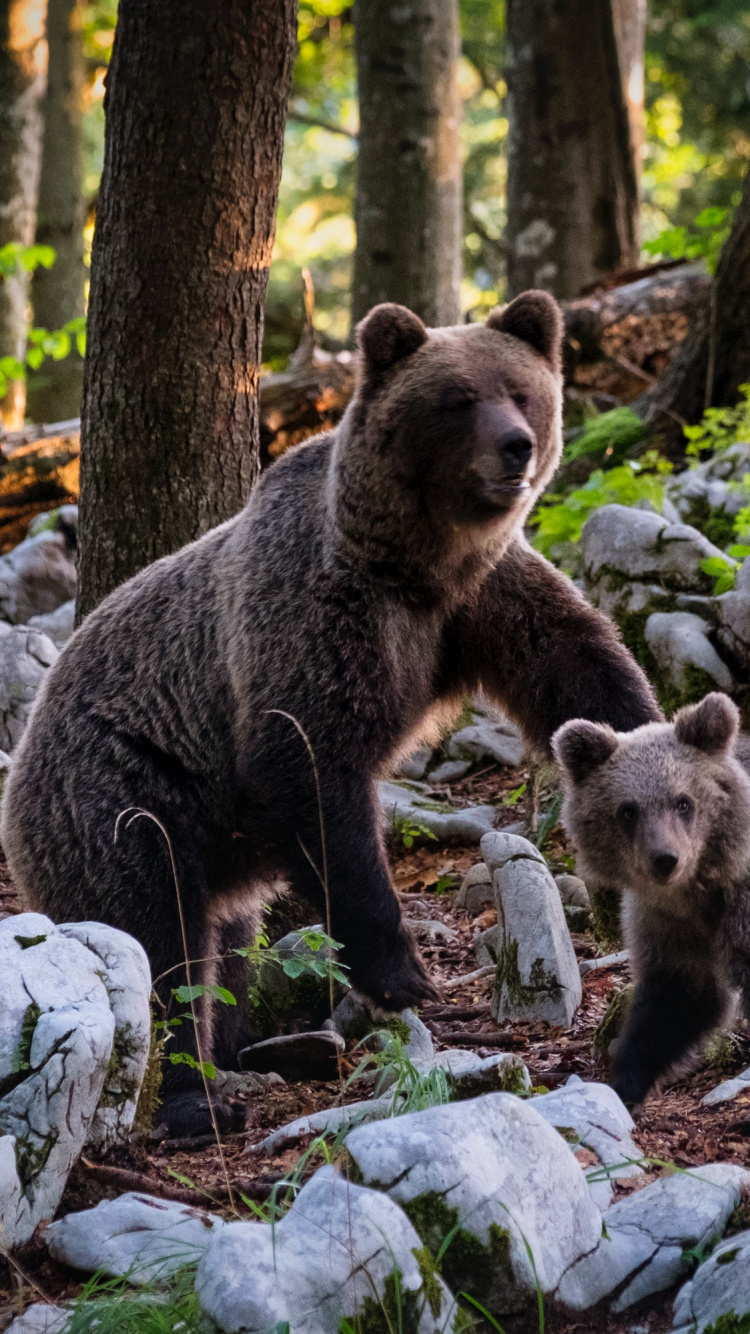 Environnement Ours, Grizzli, Ours, Habitat, Ours Noir Américain. Wallpaper in 750x1334 Resolution
