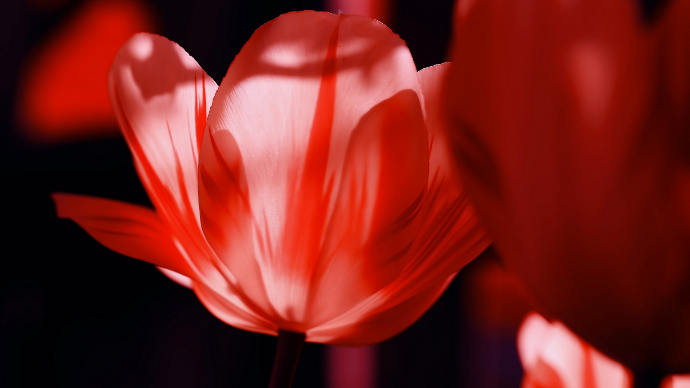 Tulip, Flower, Flowering Plant, Petal, Plant. Wallpaper in 1366x768 Resolution