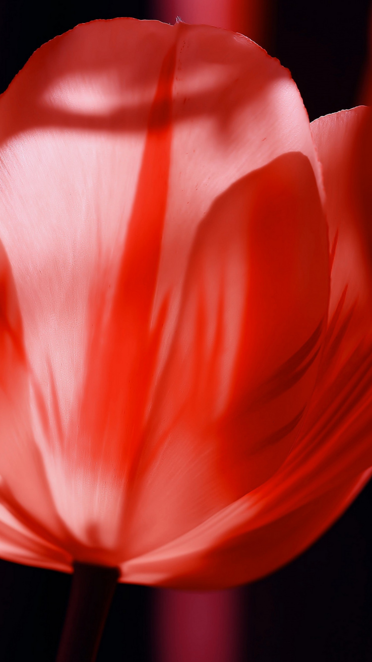 Tulip, Flower, Flowering Plant, Petal, Plant. Wallpaper in 750x1334 Resolution