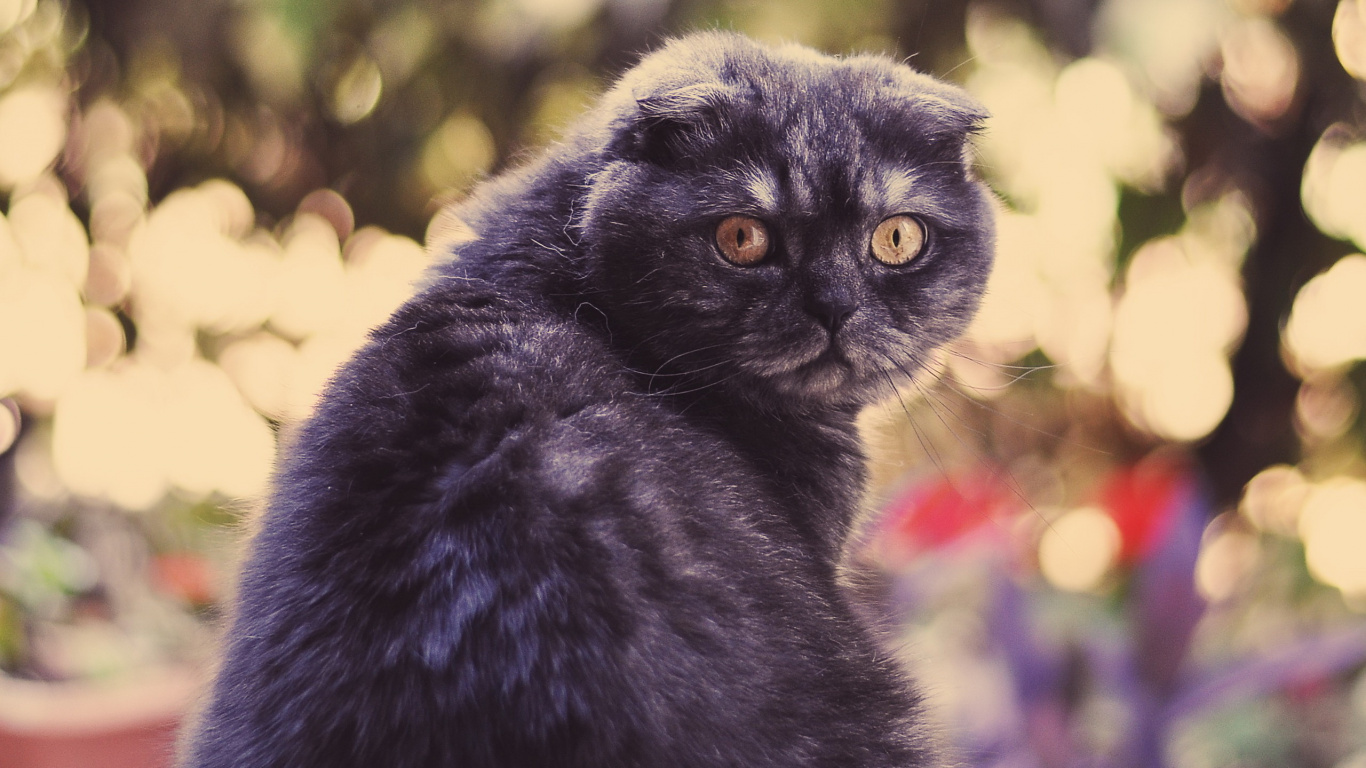 Black Cat in Tilt Shift Lens. Wallpaper in 1366x768 Resolution