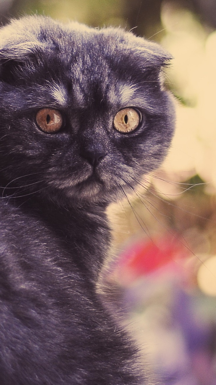 Black Cat in Tilt Shift Lens. Wallpaper in 720x1280 Resolution