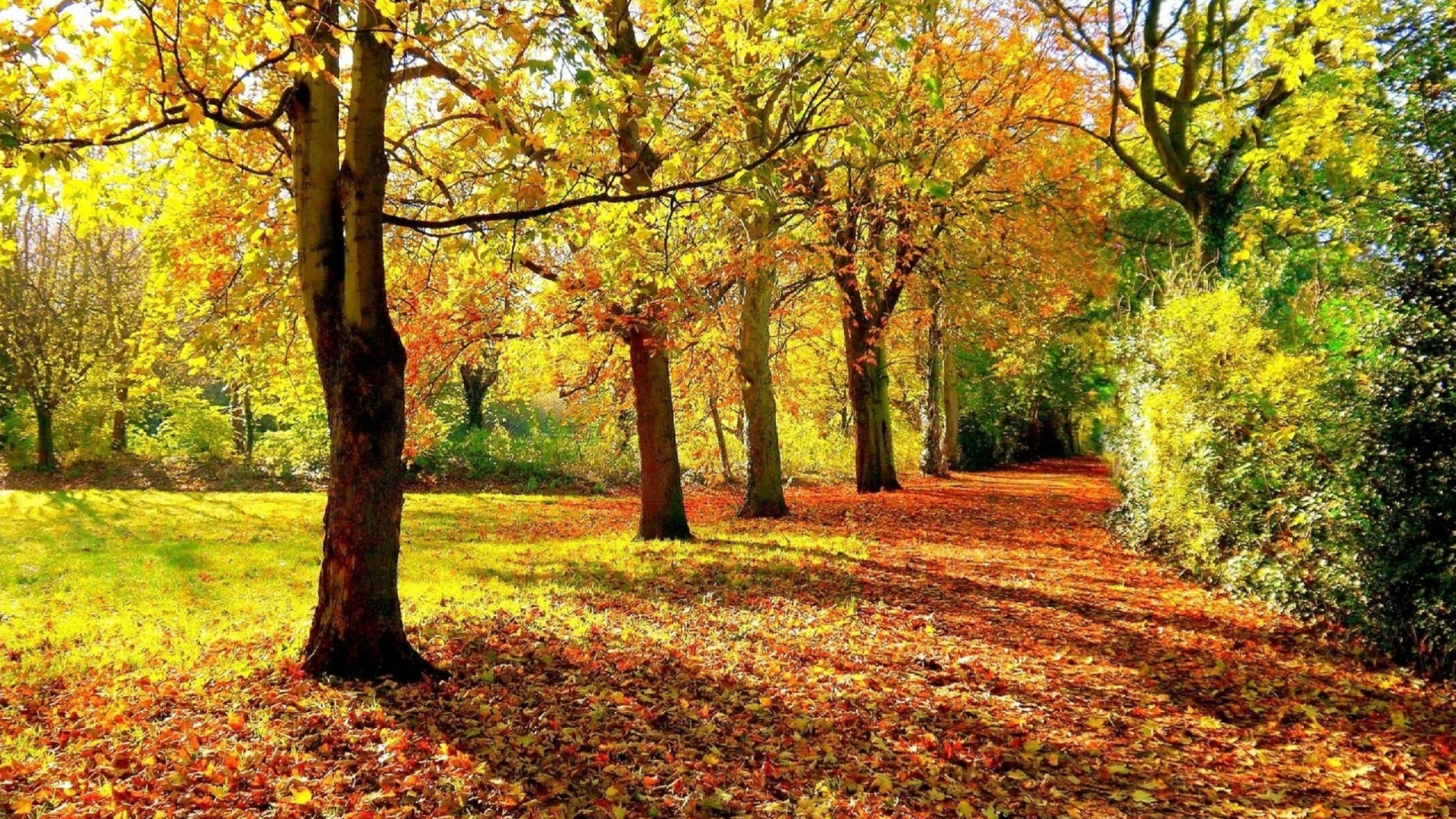 Brown and Green Trees During Daytime. Wallpaper in 1920x1080 Resolution