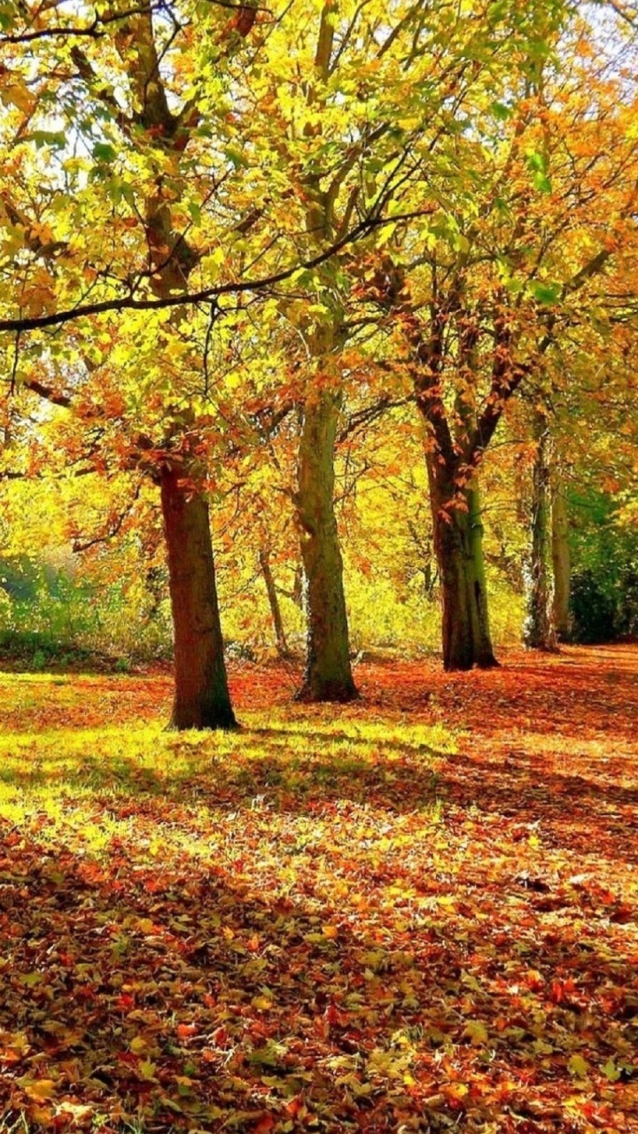 Brown and Green Trees During Daytime. Wallpaper in 720x1280 Resolution