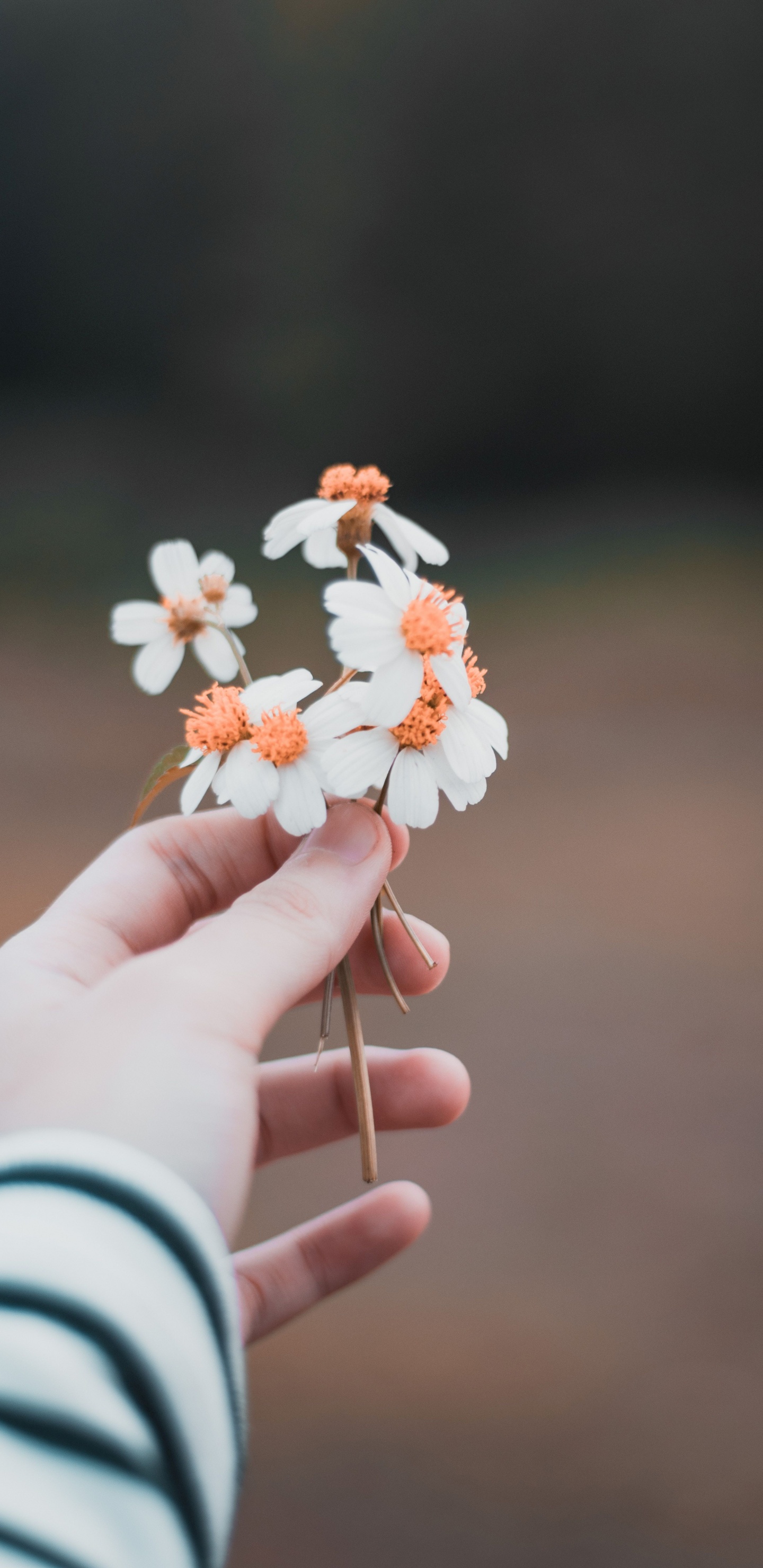 Person Holding White and Orange Flower. Wallpaper in 1440x2960 Resolution