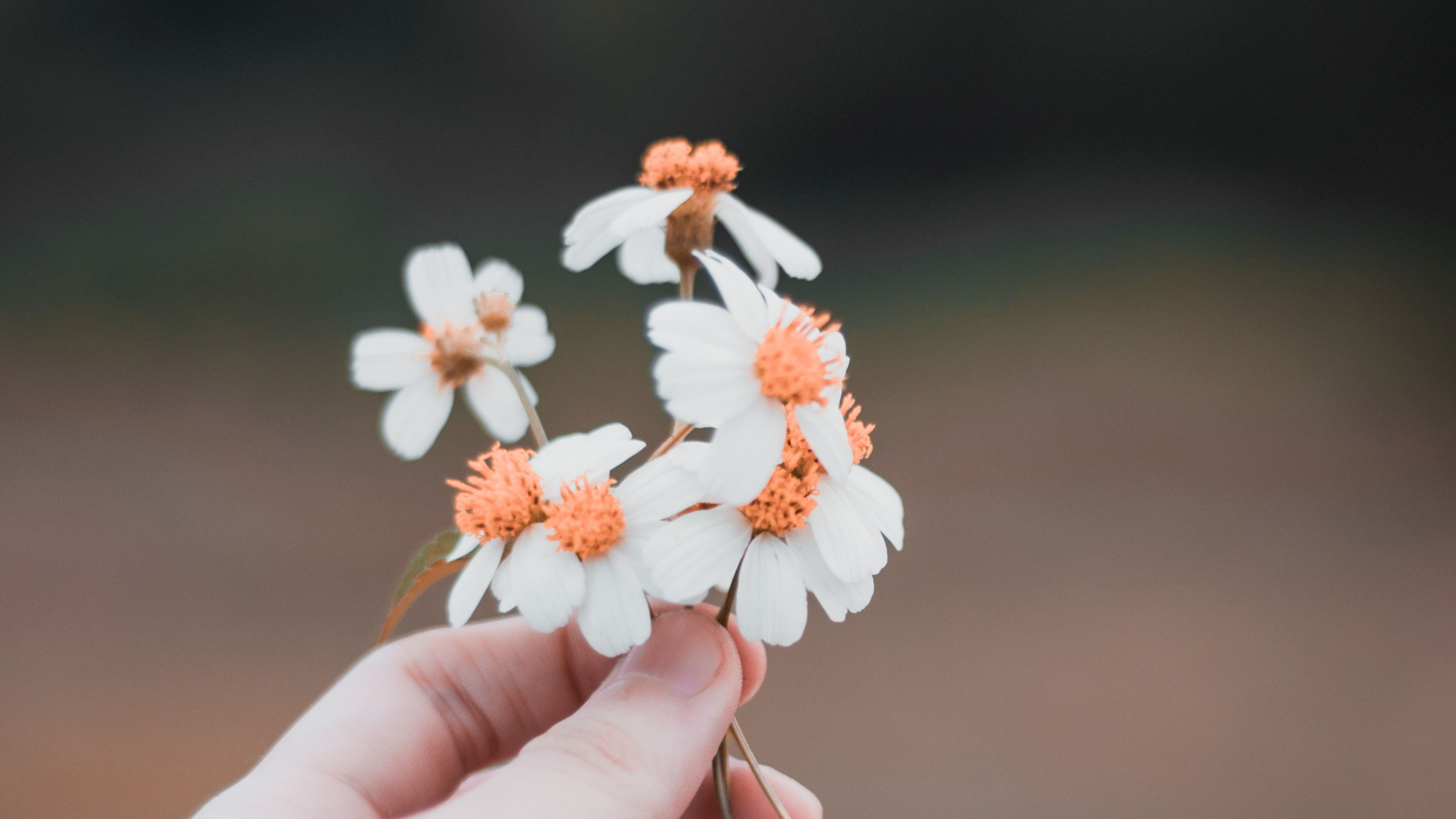 Person Holding White and Orange Flower. Wallpaper in 1920x1080 Resolution