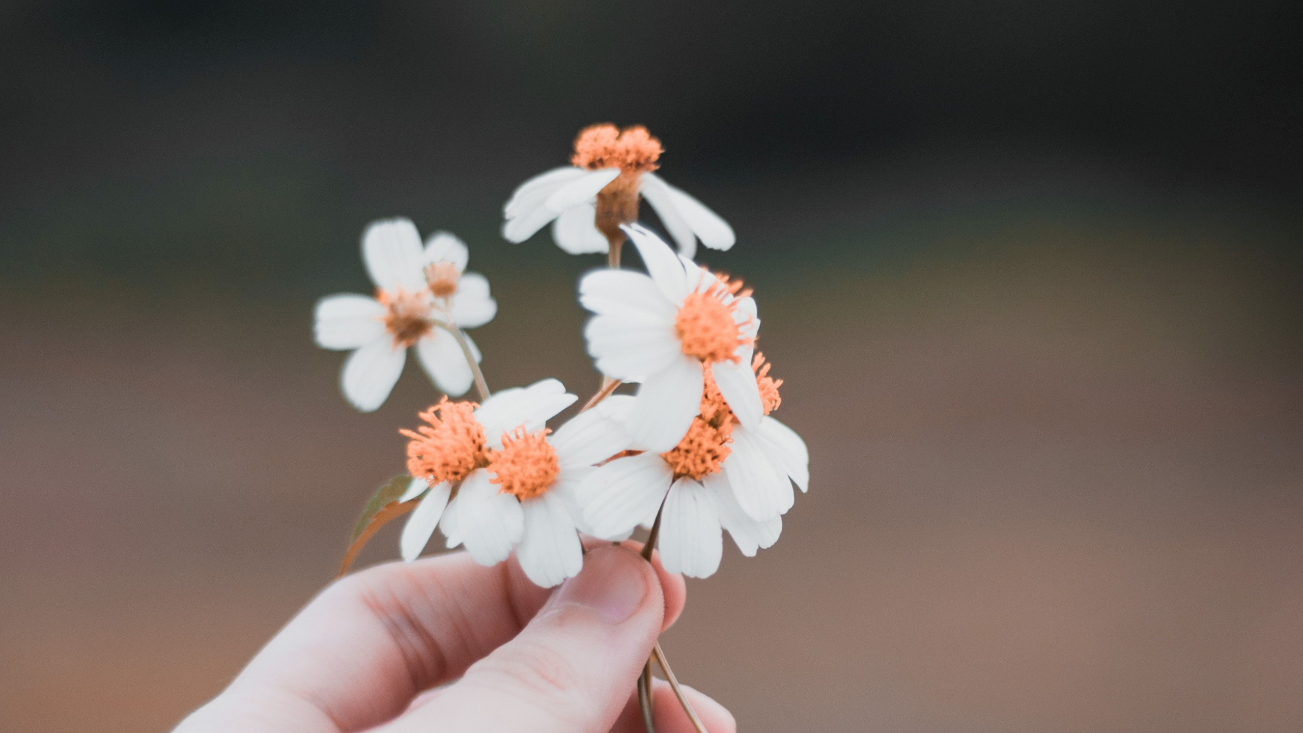 Person Holding White and Orange Flower. Wallpaper in 2560x1440 Resolution